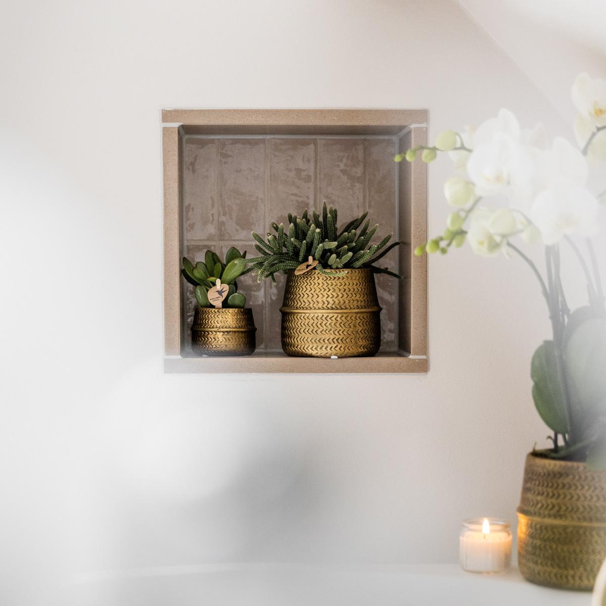 Sukkulenten 2er-Set in goldener Rille - Ø9cm - Pflanzfix24