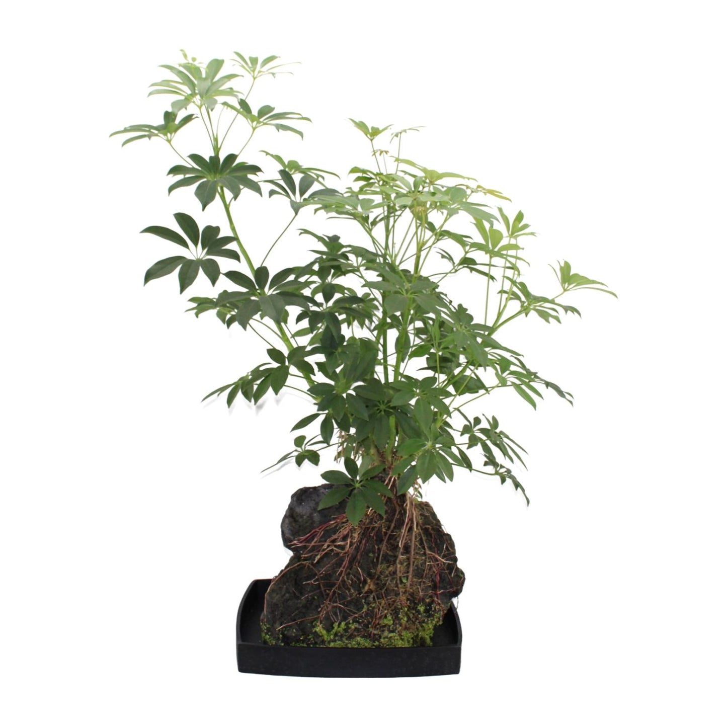 Schefflera Arboricola - Ø40cm - ↕80cm - Pflanzfix24