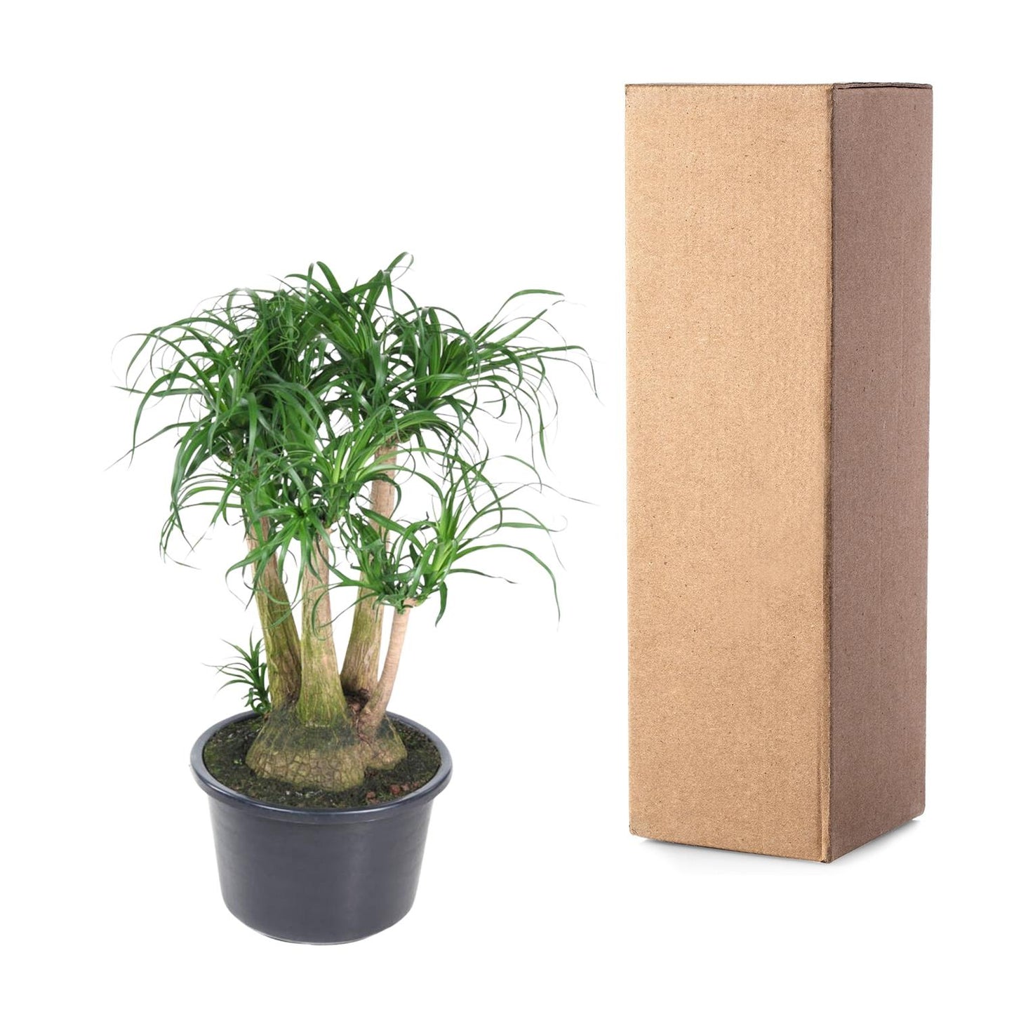 Beaucarnea vertakt - 110 cm - ø41 bei Pflanzfix24.de - Pflanzfix24.de