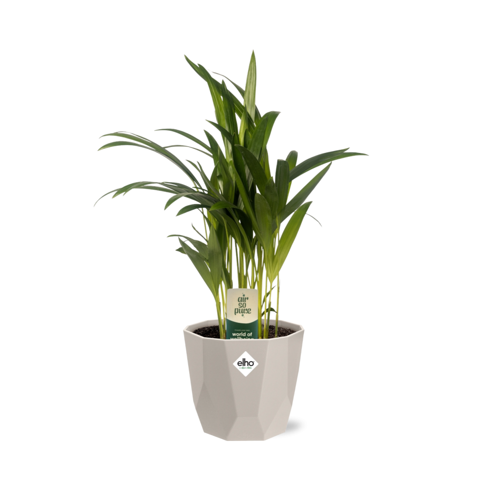 Dypsis Lutescens Bambuspalme 12cm in ELHO b.for rock 14 cm warm grey - Pflanzfix24