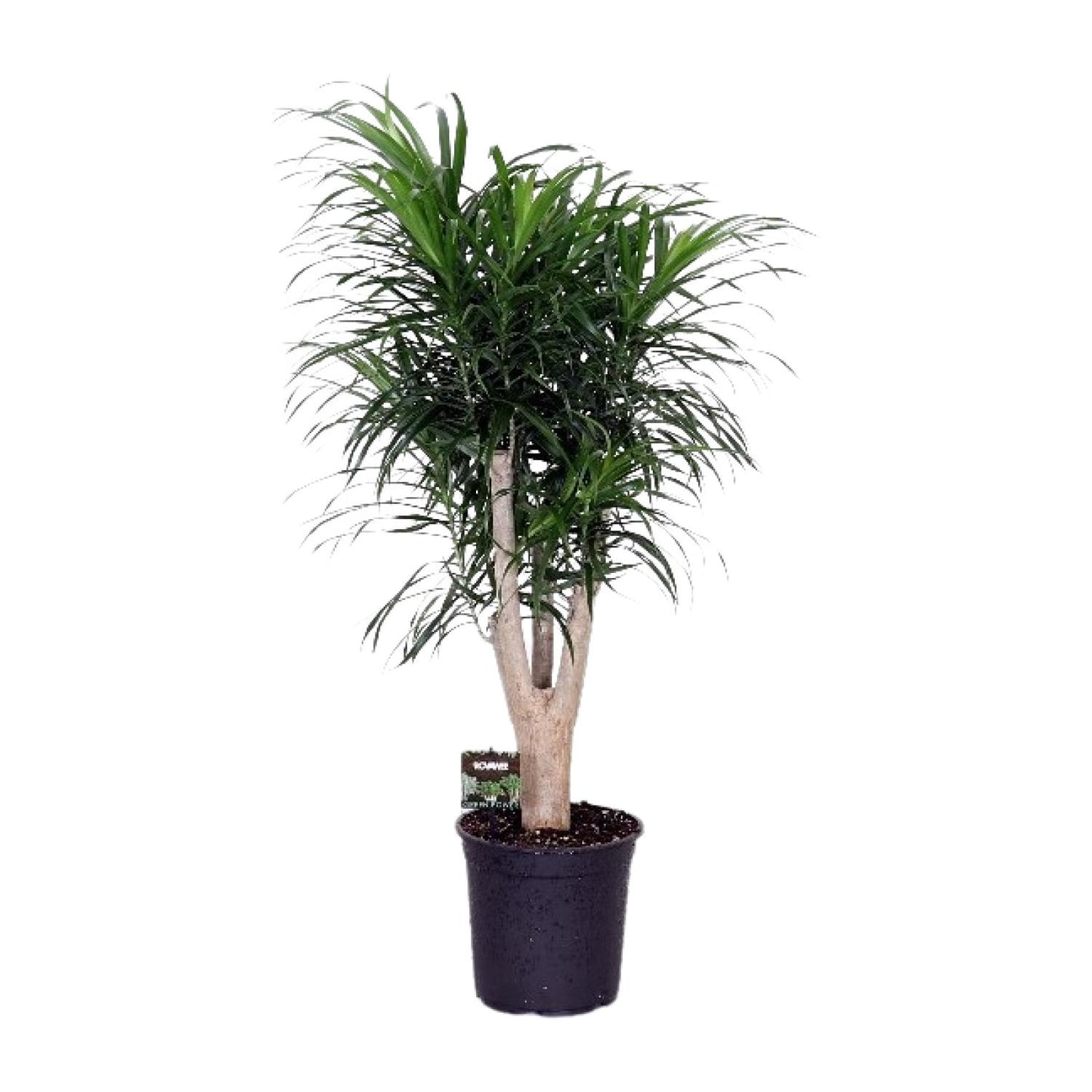 Dracaena Refl. Anita - Ø24cm - ↕90cm - Pflanzfix24