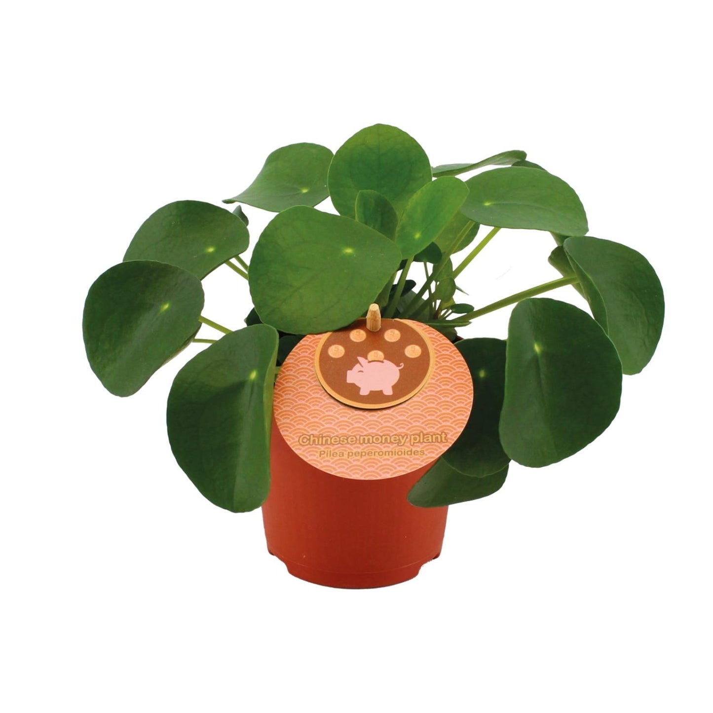 Pilea Peperomioides - Ø11cm - ↕15cm bei Pflanzfix24.de - Pflanzfix24.de