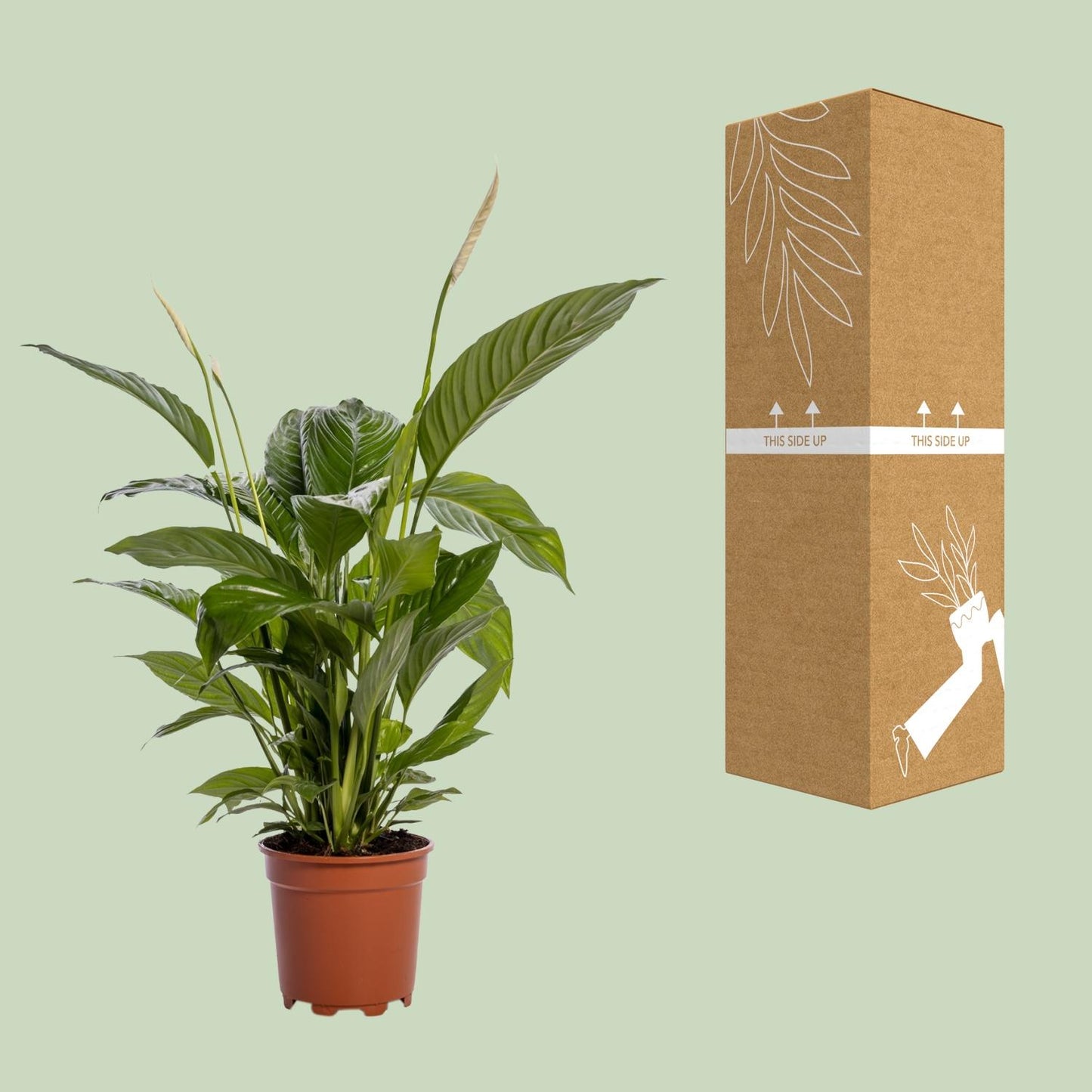 Spathiphyllum Bingo Cupido 80 cm – Friedenslilie – Pflanzfix24.de - Pflanzfix24.de