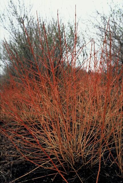 20x Cornus sanguinea 'Midwinter Fire' | Pflanzfix24.de - Pflanzfix24.de