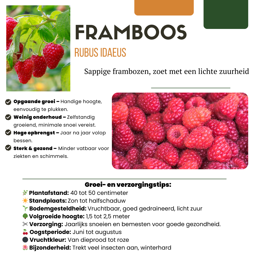 Früchte-Party BIO Beeren-Set – 3 Obstpflanzen | Pflanzfix24.de - Pflanzfix24.de