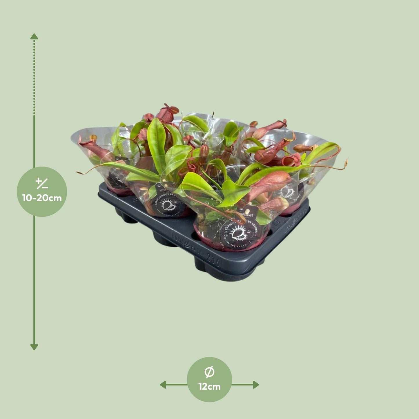 Nepenthes Alata Kannenpflanze – Pflanzfix24.de** - Pflanzfix24.de