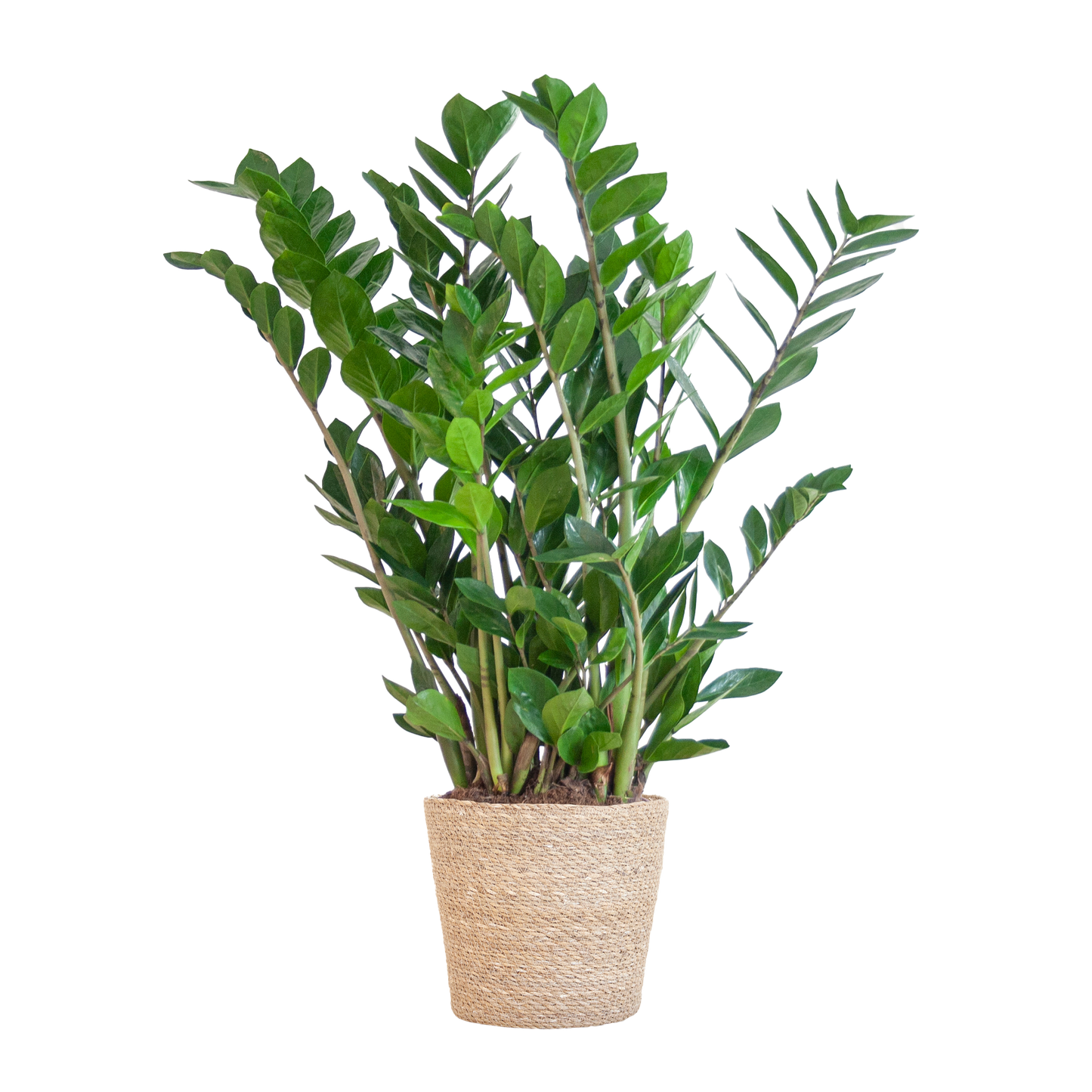 Zamioculcas mit Sofia-Korb Natur 80 cm – Pflanzfix24.de - Pflanzfix24.de