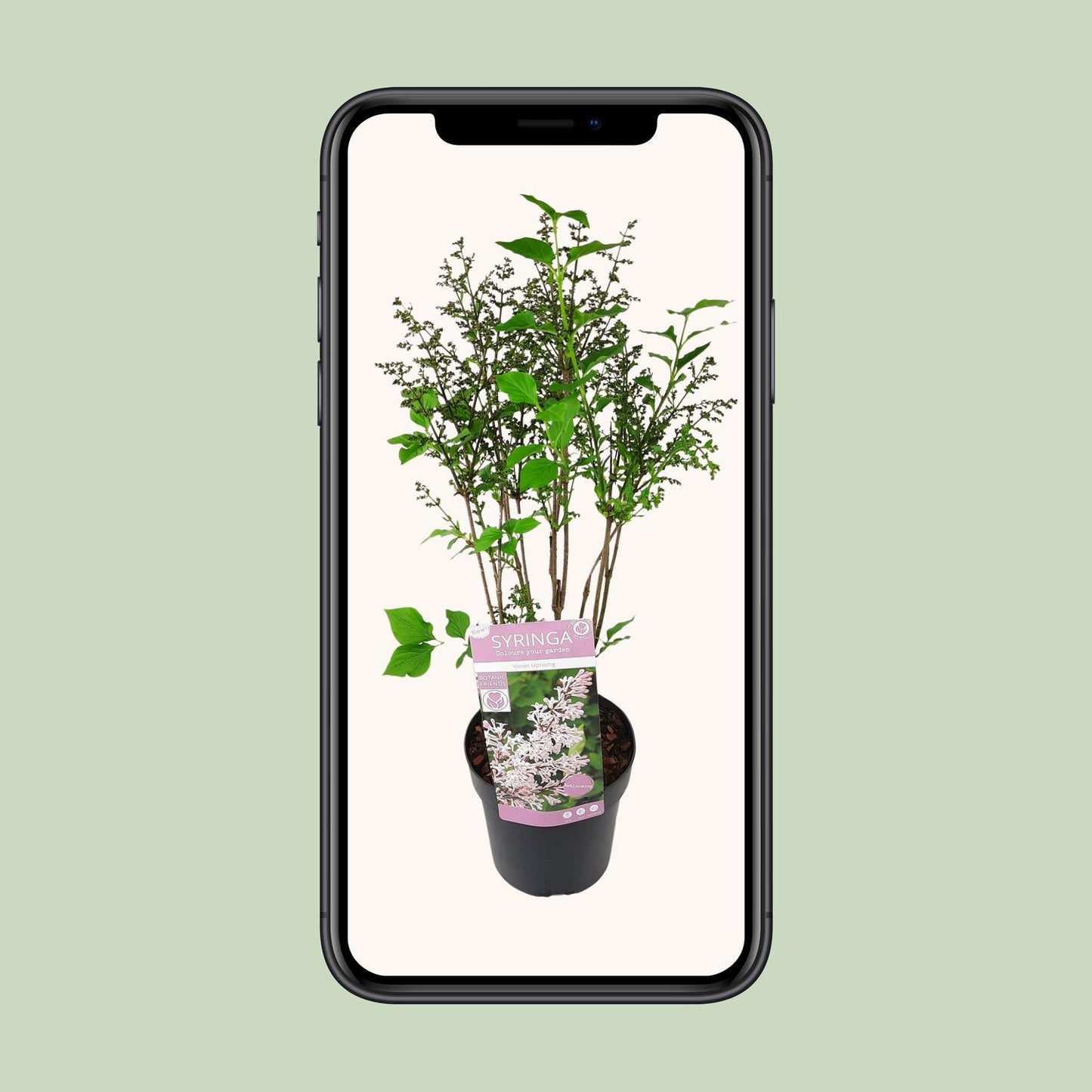 Syringa pat. 'Violet Uprising' - Ø19cm- ↕35cm - Pflanzfix24