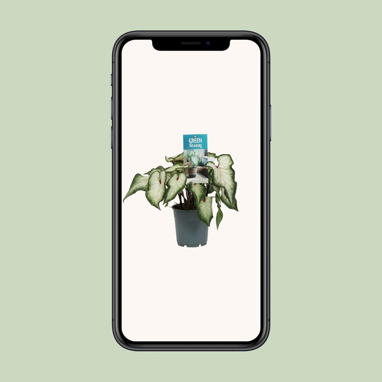 Caladium Wit - Ø12cm - ↕25cm von Pflanzfix24