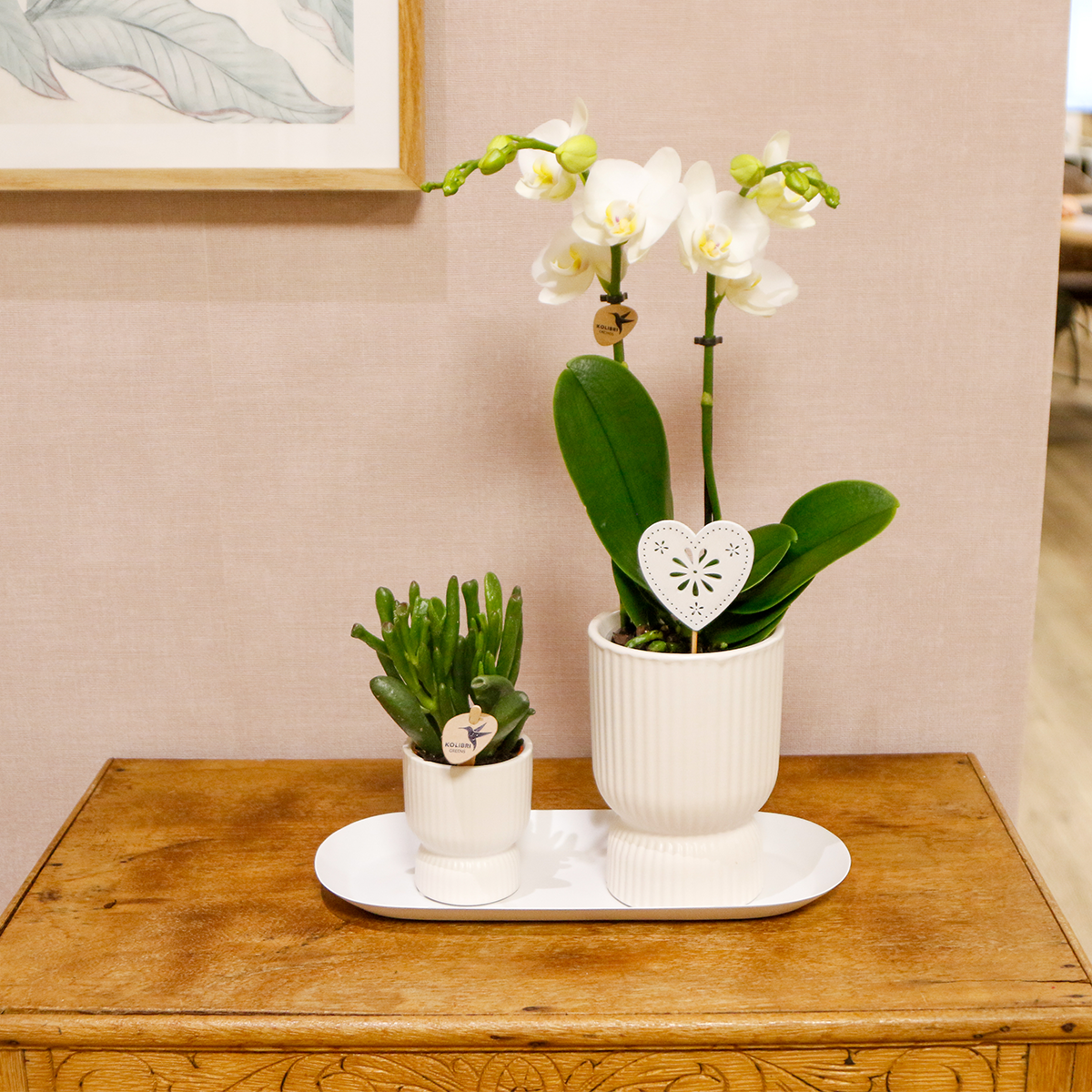 Pflanzenset Liebe Weiß mit Phalaenopsis & Grünpflanze | Pflanzfix24.de - Pflanzfix24.de