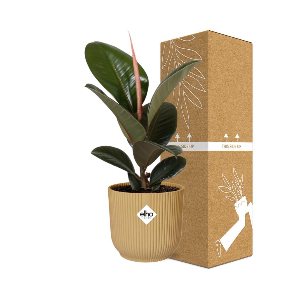 Ficus Elastica 'Robusta' 14cm in ELHO Vibes Fold geel - pflanzfix24