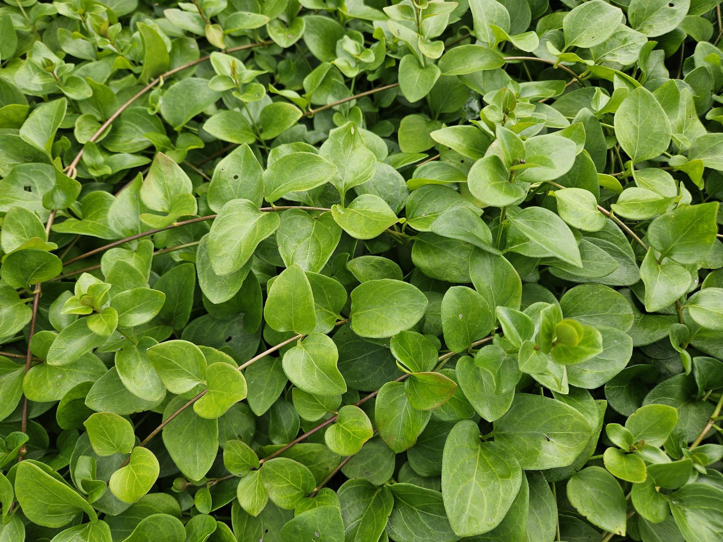 12x Vinca major 'Alba' - pflanzfix24