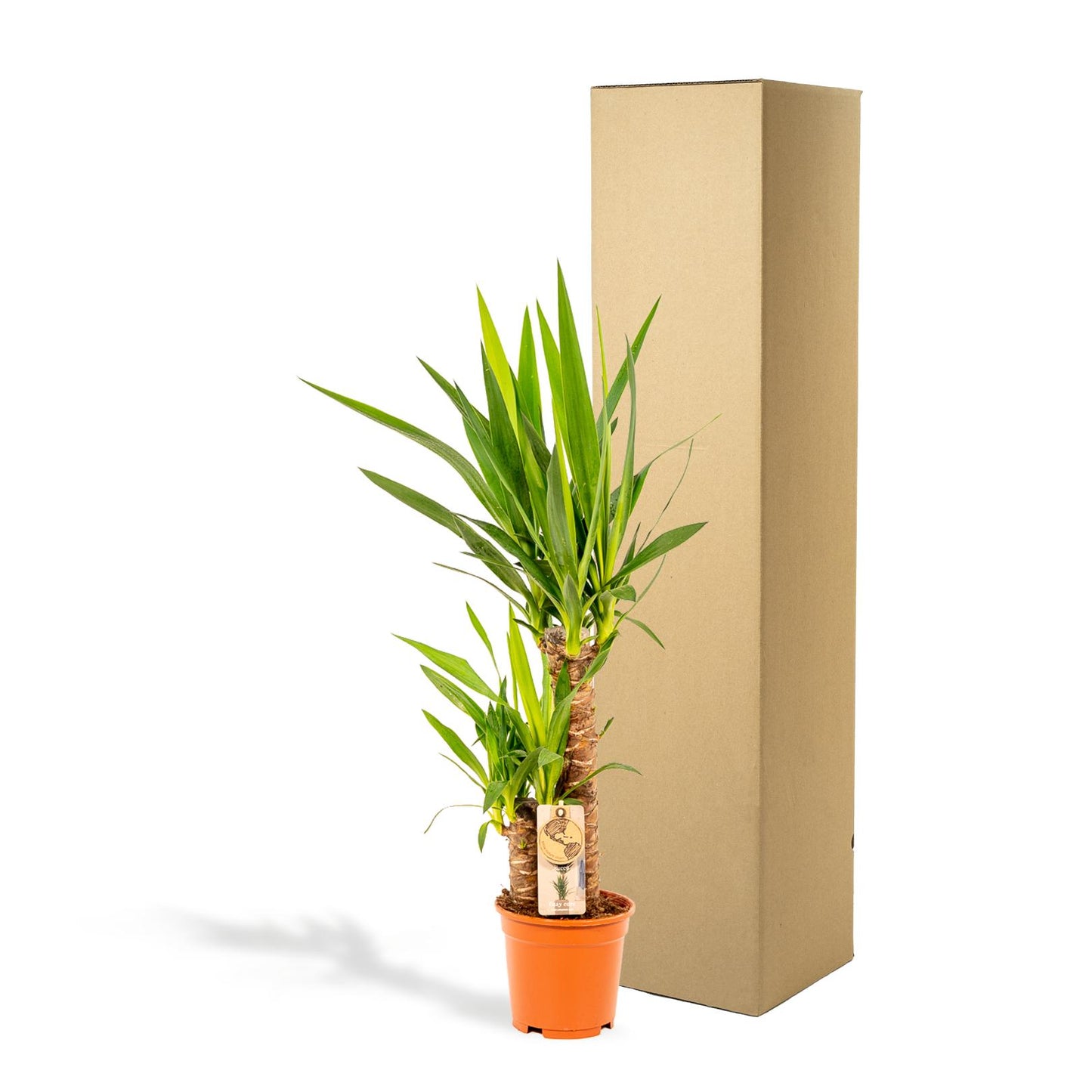 Yucca 90 cm – Ø17 cm – Pflanzfix24.de - Pflanzfix24.de