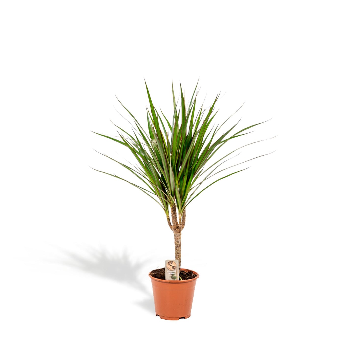 Dracaena Marginata - Ø14cm - ↕60cm - Pflanzfix24
