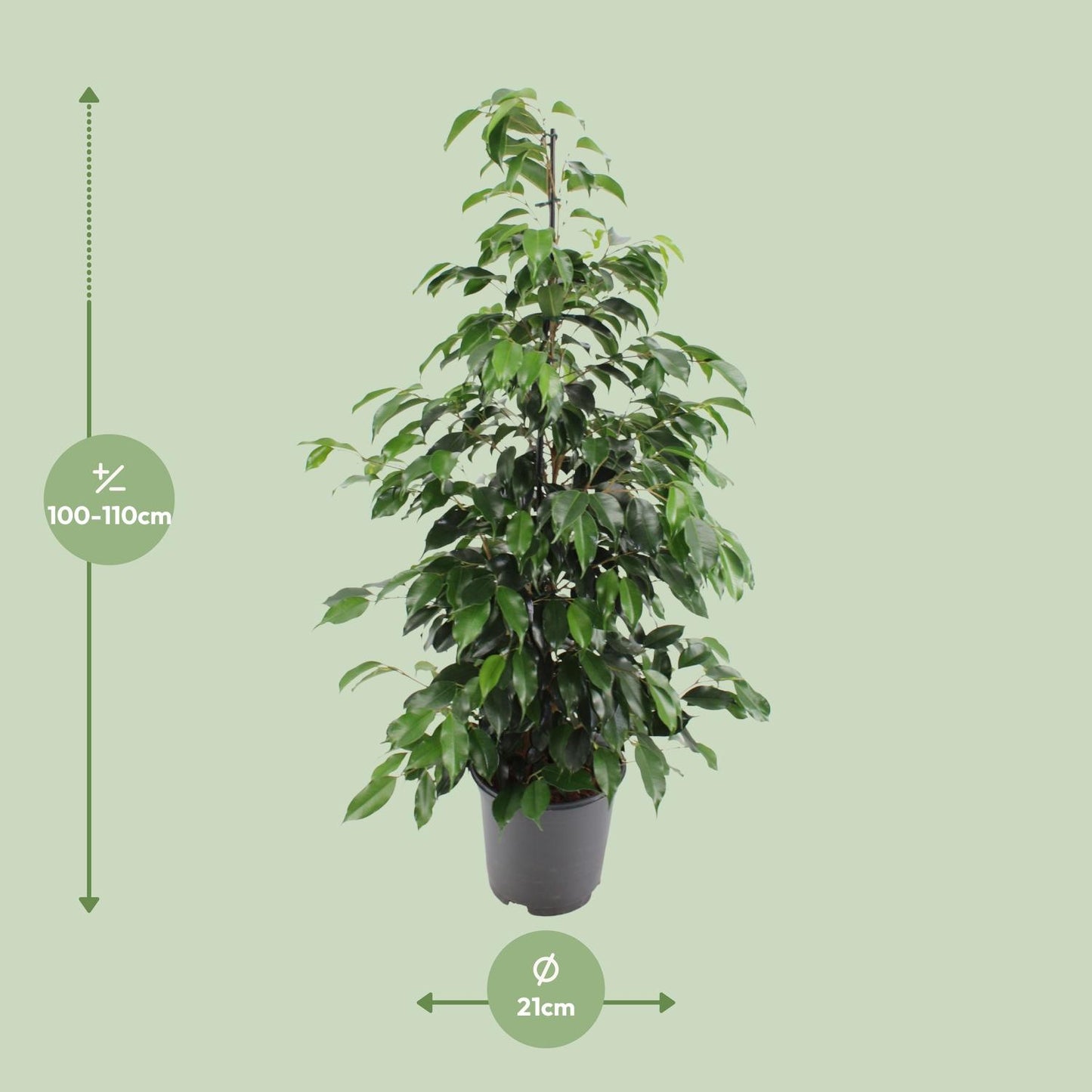 Ficus benjamina Danielle - Ø21cm - ↕95cm bei Pflanzfix24.de - Pflanzfix24.de