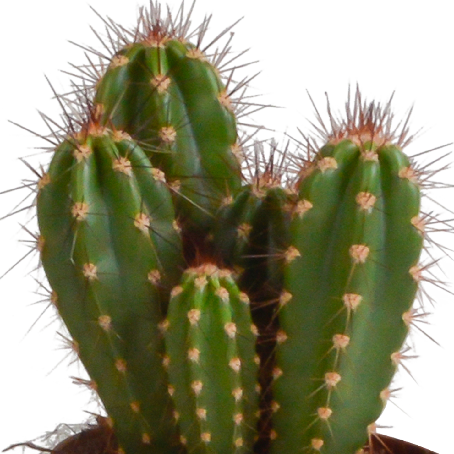Cereus-Mischung 10,5 cm - 3x - zonder pot - Pflanzfix24.de - Pflanzfix24.de