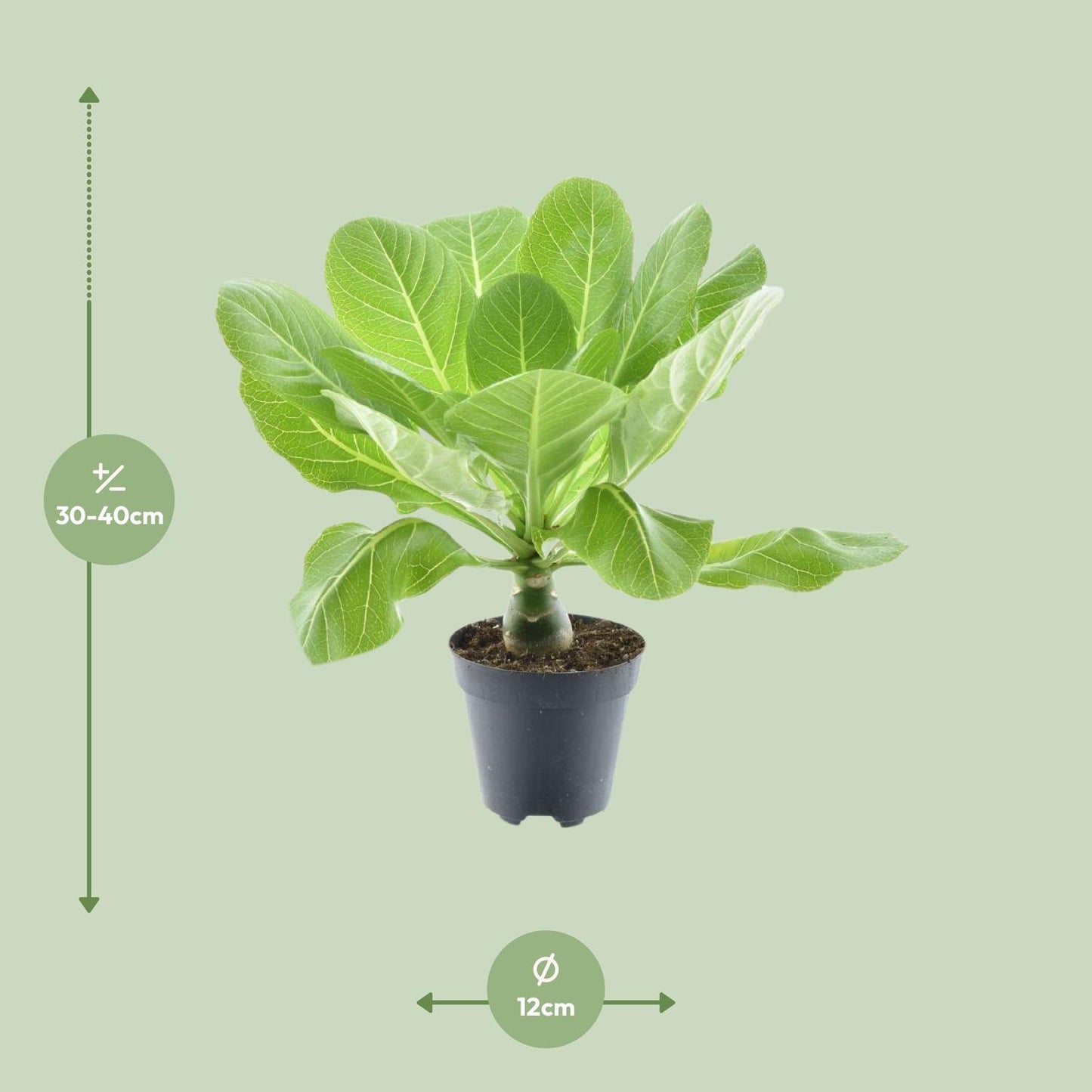 Brighamia Insignis 'Hawaii Palm' P12 - Pflanzfix24.de - Pflanzfix24.de