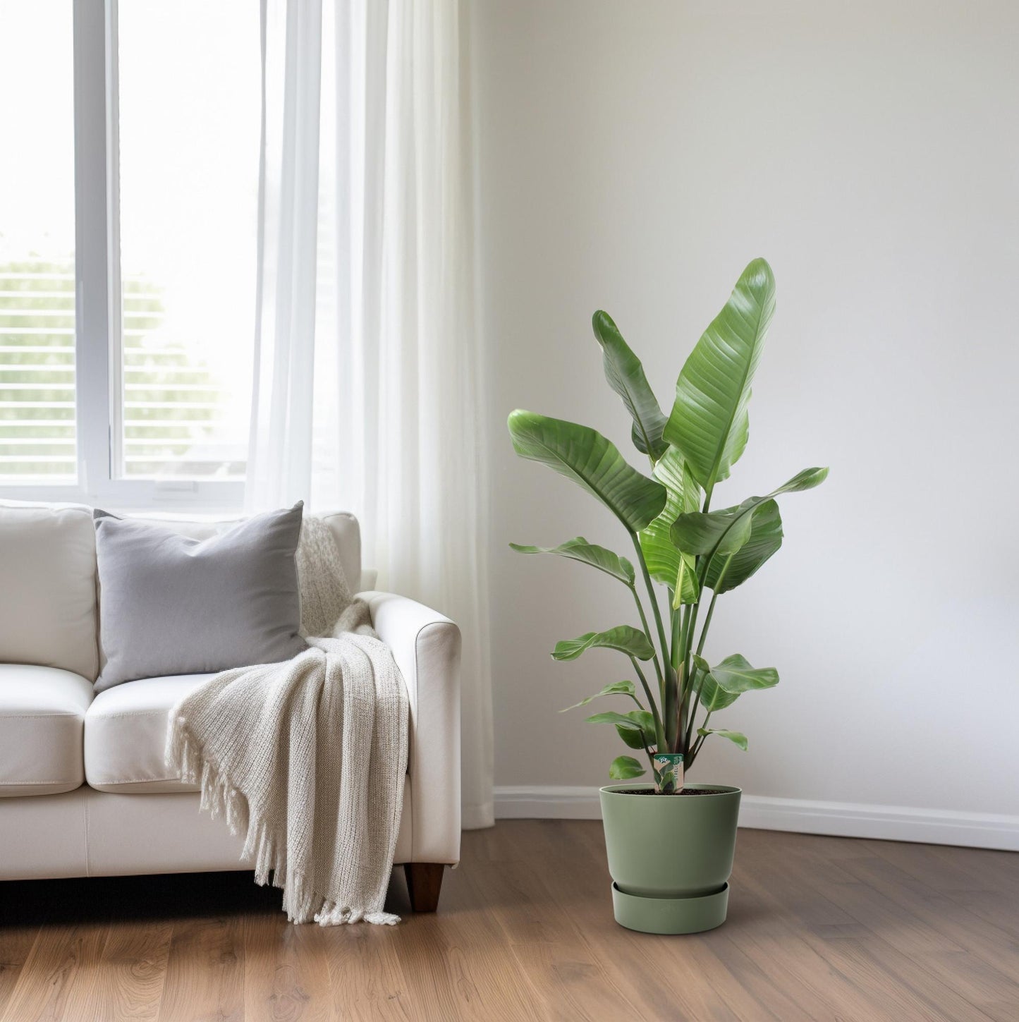 Strelitzia Nicolai 21 cm - Pflanzfix24