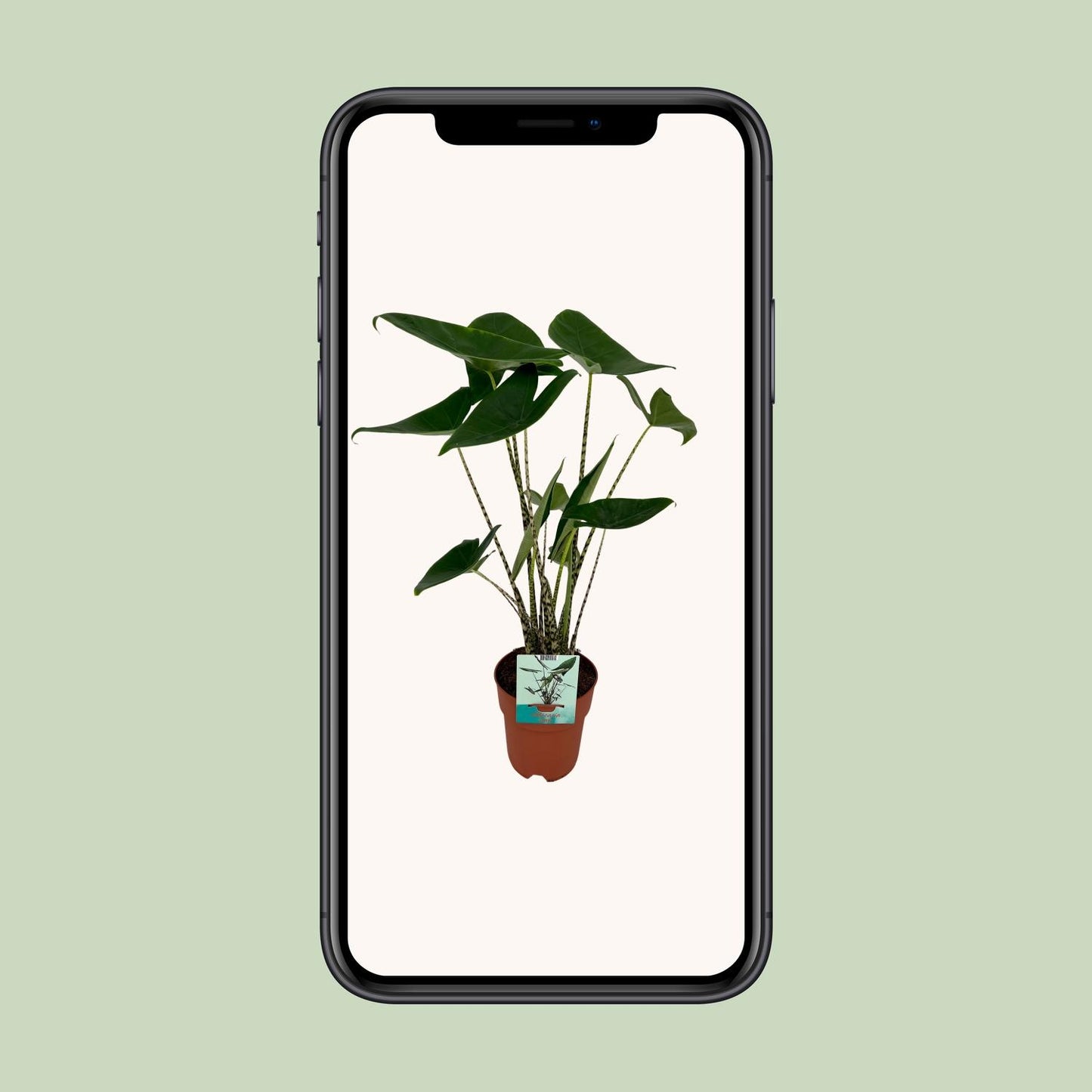 Alocasia Zebrina - Elefantenohr - Ø19cm - ↕75cm - Pflanzfix24.de - Pflanzfix24.de