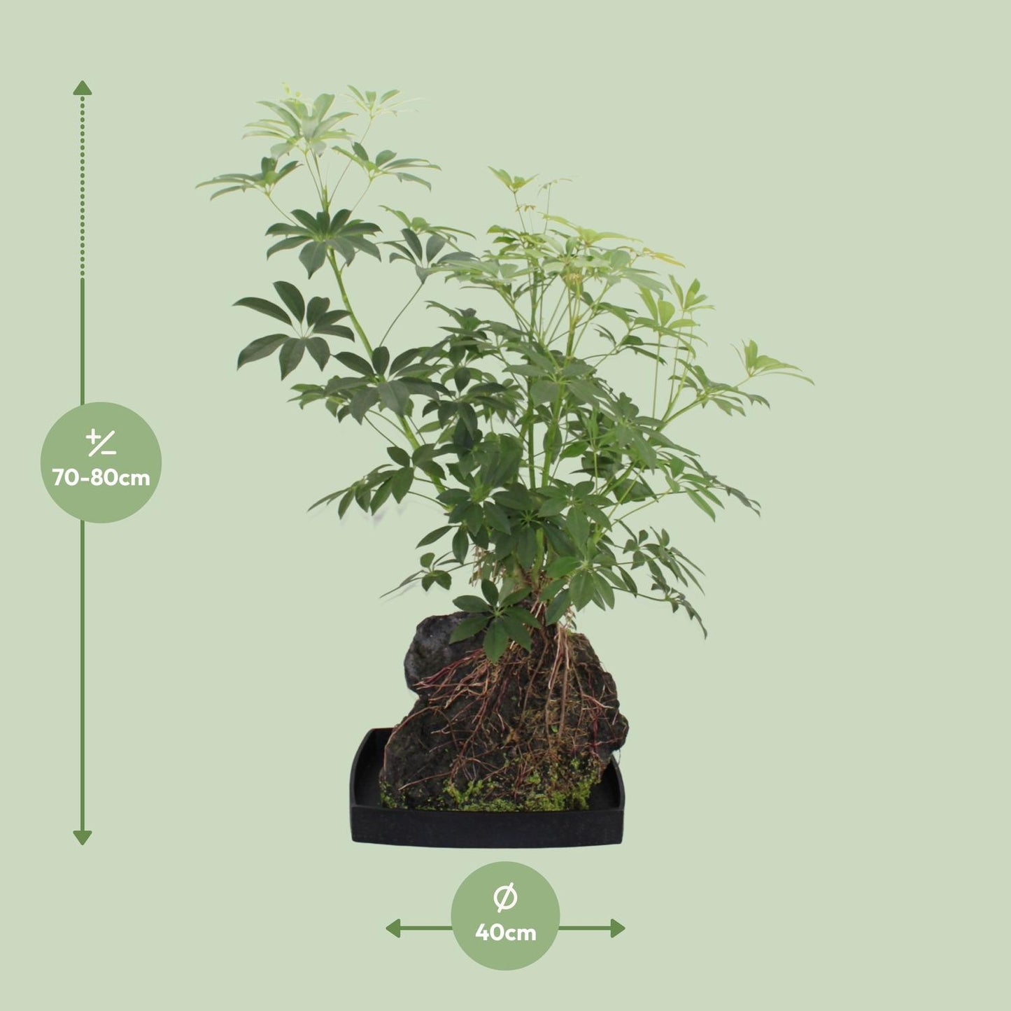 Schefflera Arboricola - Ø40cm - ↕80cm - Pflanzfix24