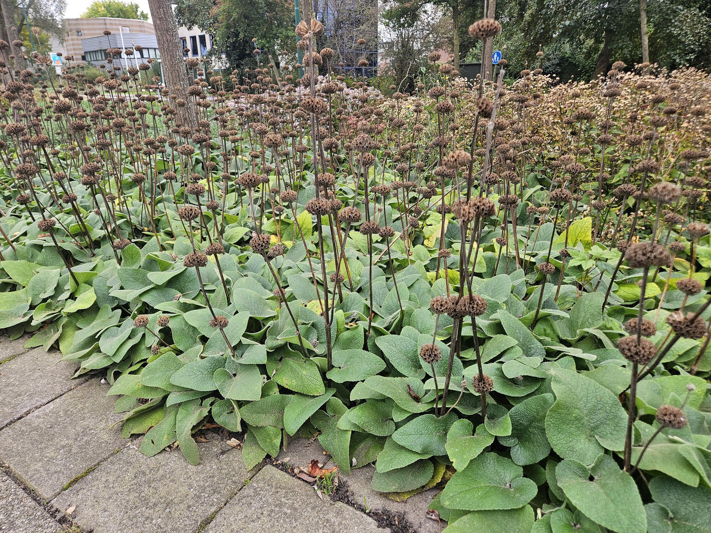 12x Phlomis russeliana winterharte Staude Ø9cm – Pflanzfix24.de - Pflanzfix24.de