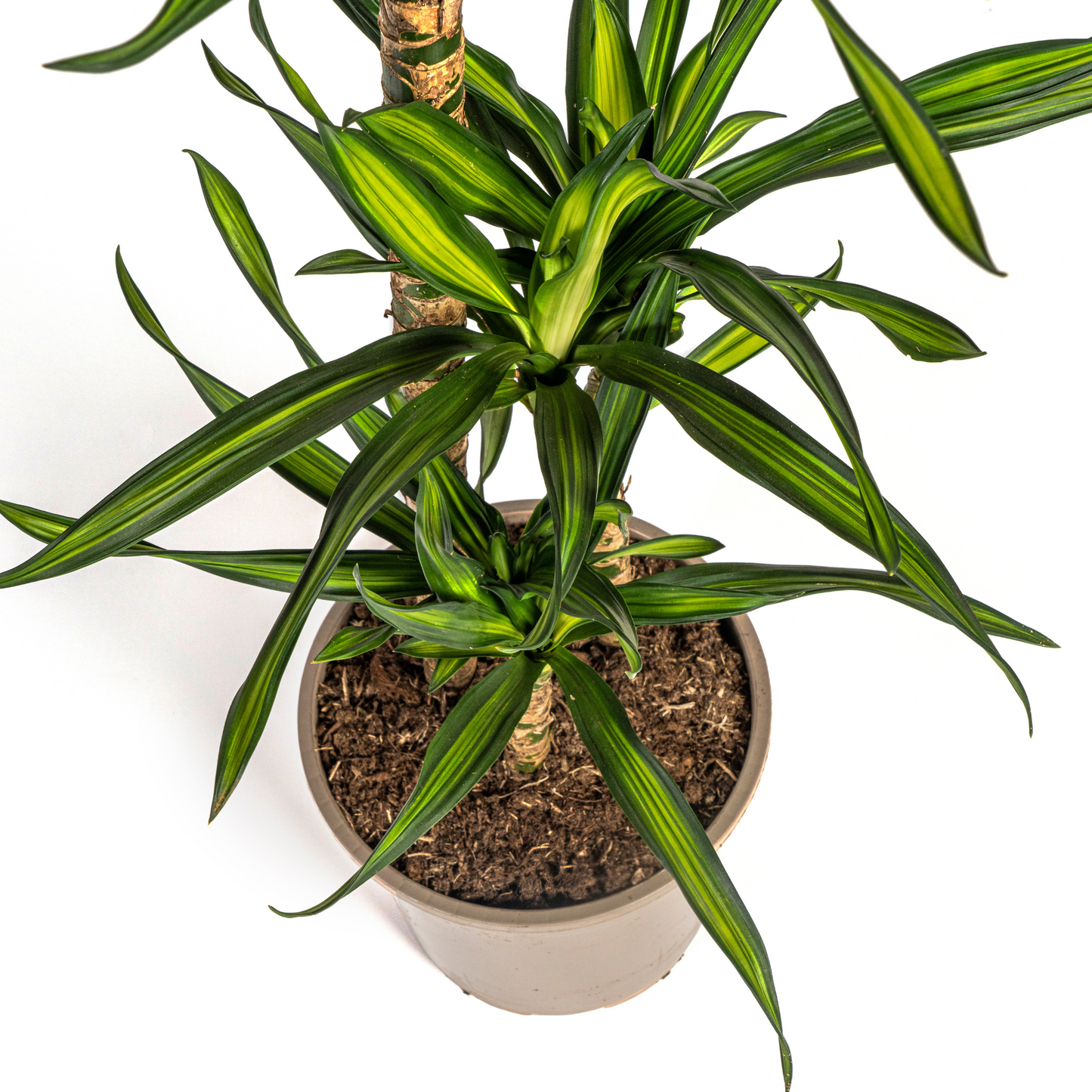 Dracaena Deremensis Rikki Ø21cm - ↕90 - 110cm - Pflanzfix24