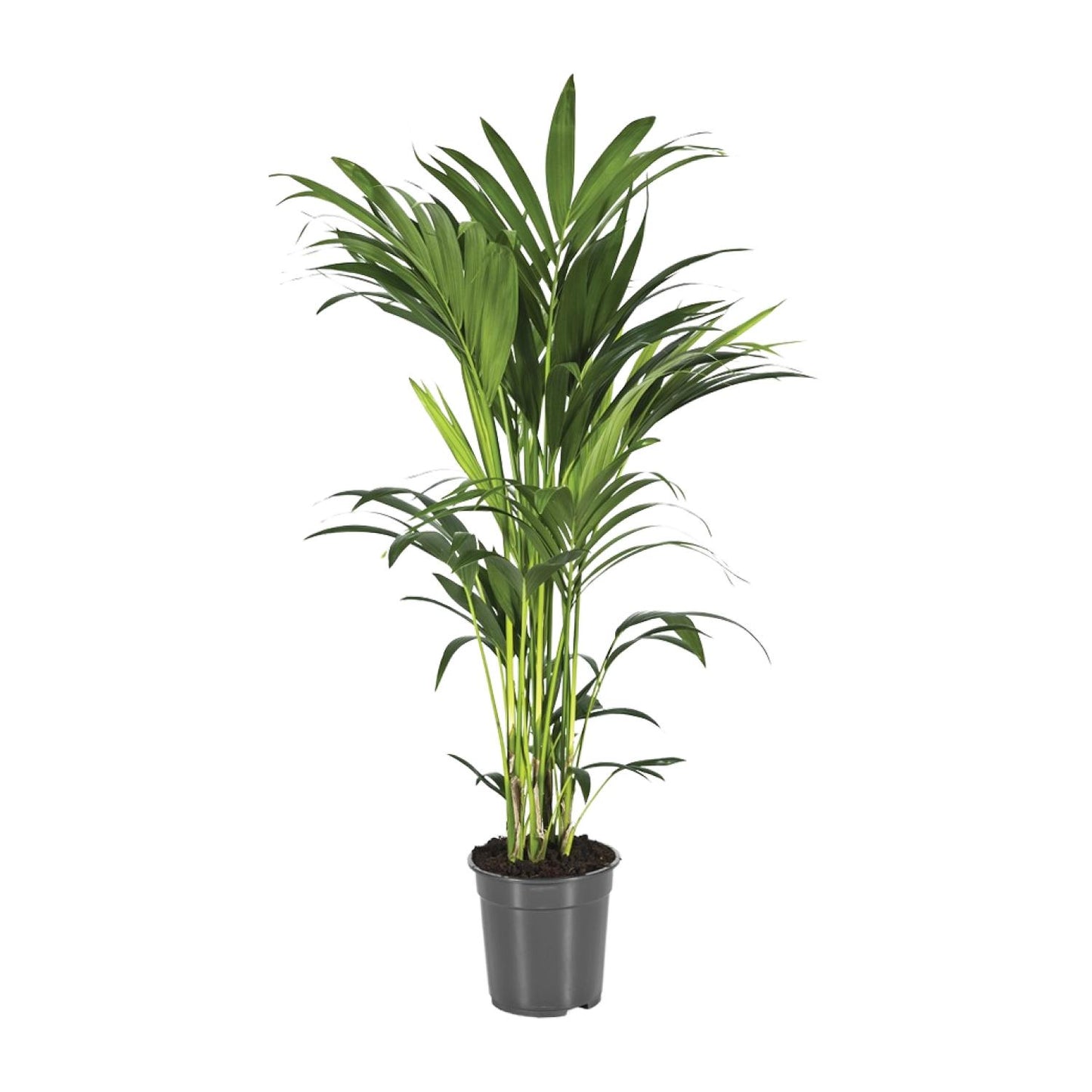 Howea Forsteriana - Ø21cm - ↕100cm - Pflanzfix24.de - Pflanzfix24.de