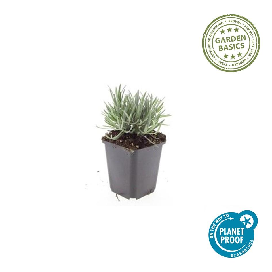 12x Lavandula int. 'Edelweiss' - Pflanzfix24