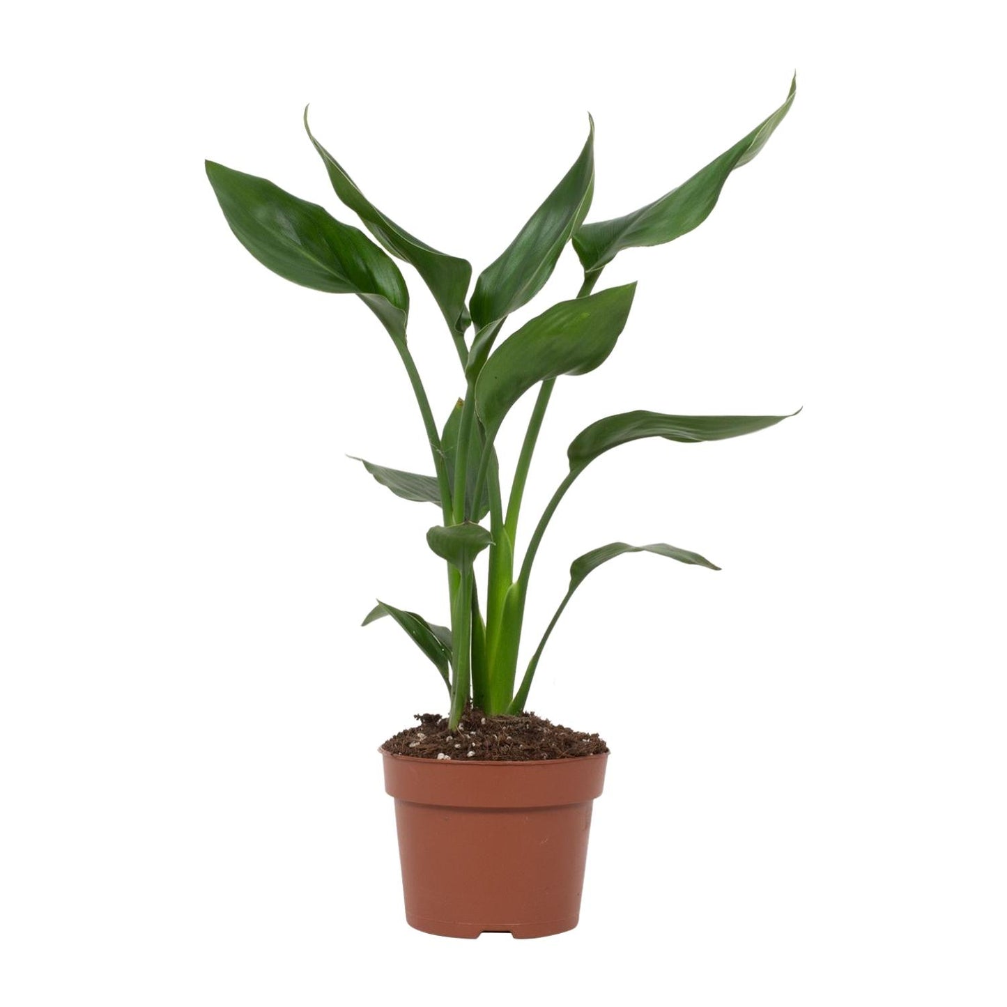 Strelitzia Reginae Paradiesvogelblume Ø12cm – Pflanzfix24
