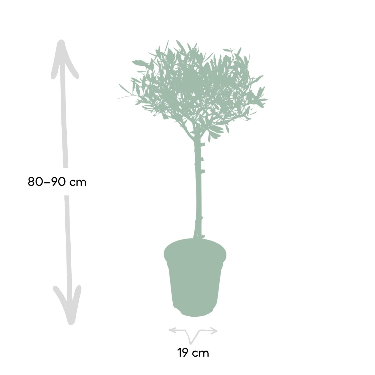 Olivenbaum Olea Europaea auf Stamm Ø19cm 90cm – Pflanzfix24.de - Pflanzfix24.de