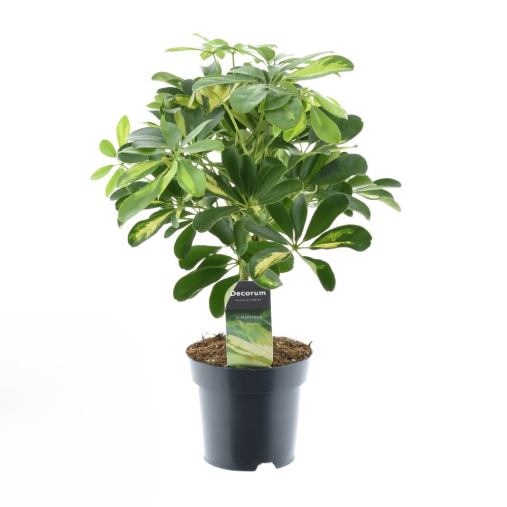 Schefflera Gold Capella - Ø14cm - ↕50cm bei Pflanzfix24