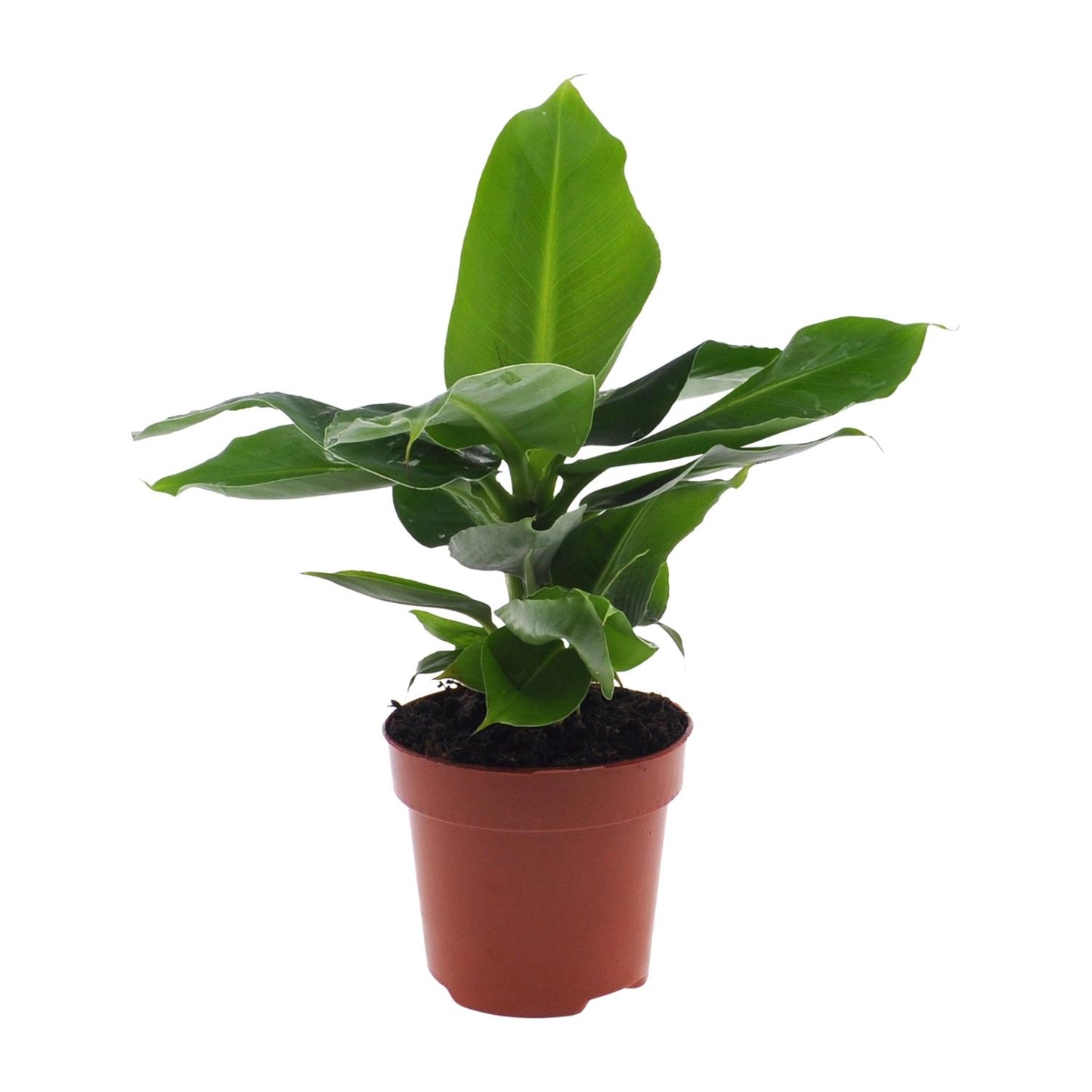 Musa Oriental Dwarf Bananenpflanze 12cm – Pflanzfix24.de - Pflanzfix24.de
