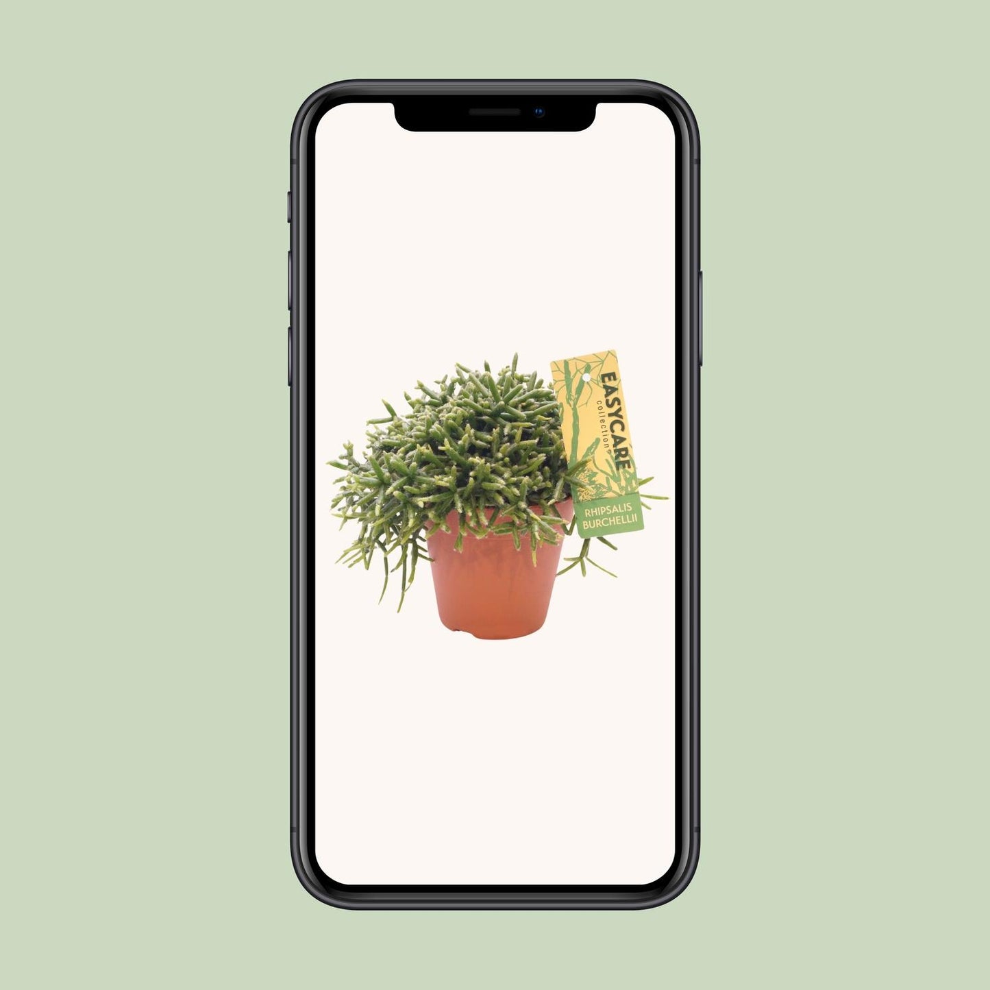 Rhipsalis Burchellii Zimmerpflanze – Pflanzfix24.de - Pflanzfix24.de
