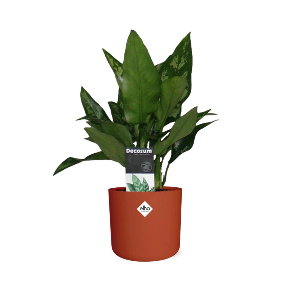 Aglaonema Maria in ELHO b.for soft rond 14cm brique - Pflanzfix24