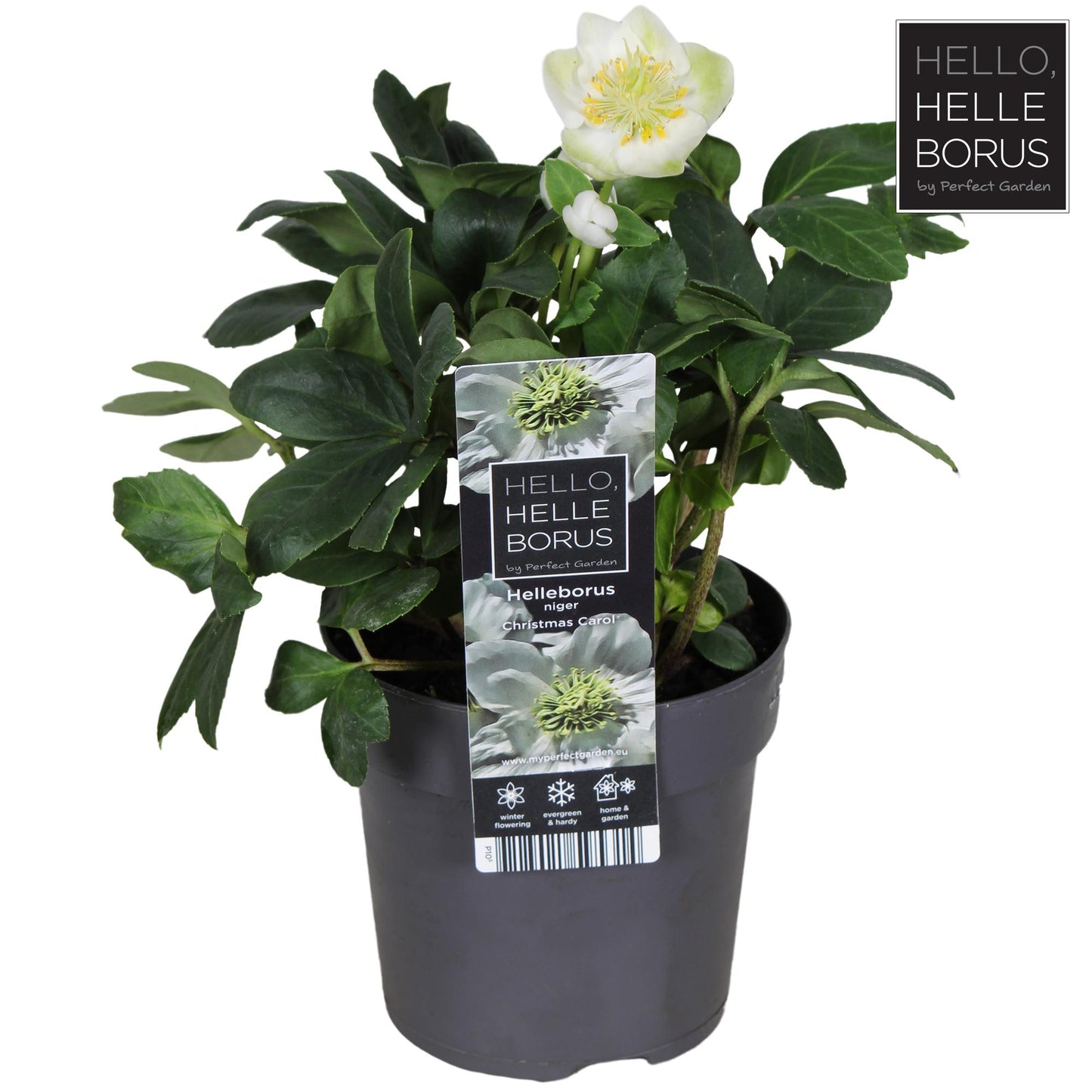 Helleborus Niger 'Christmas Carol' P10,5 - Pflanzfix24