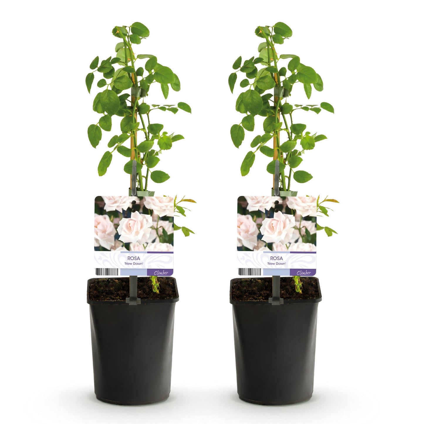 GreenboutiQ - Kletterrose - Rosa New Dawn - Blüte Hellrosa - 2 Pflanzen - Pflanzfix24.de - Pflanzfix24.de