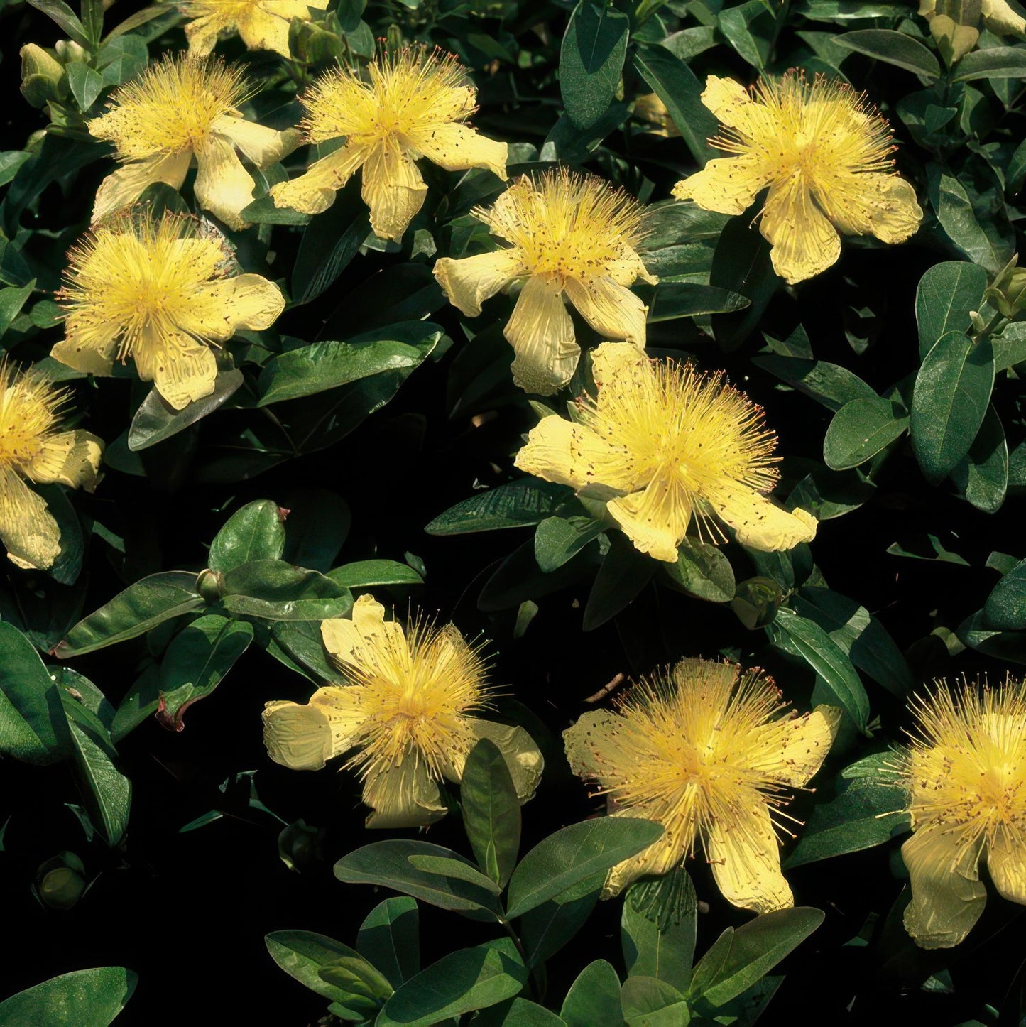 12x Hypericum calycinum Ø9cm | Gelbe Blüten Bodendecker | Pflanzfix24.de - Pflanzfix24.de