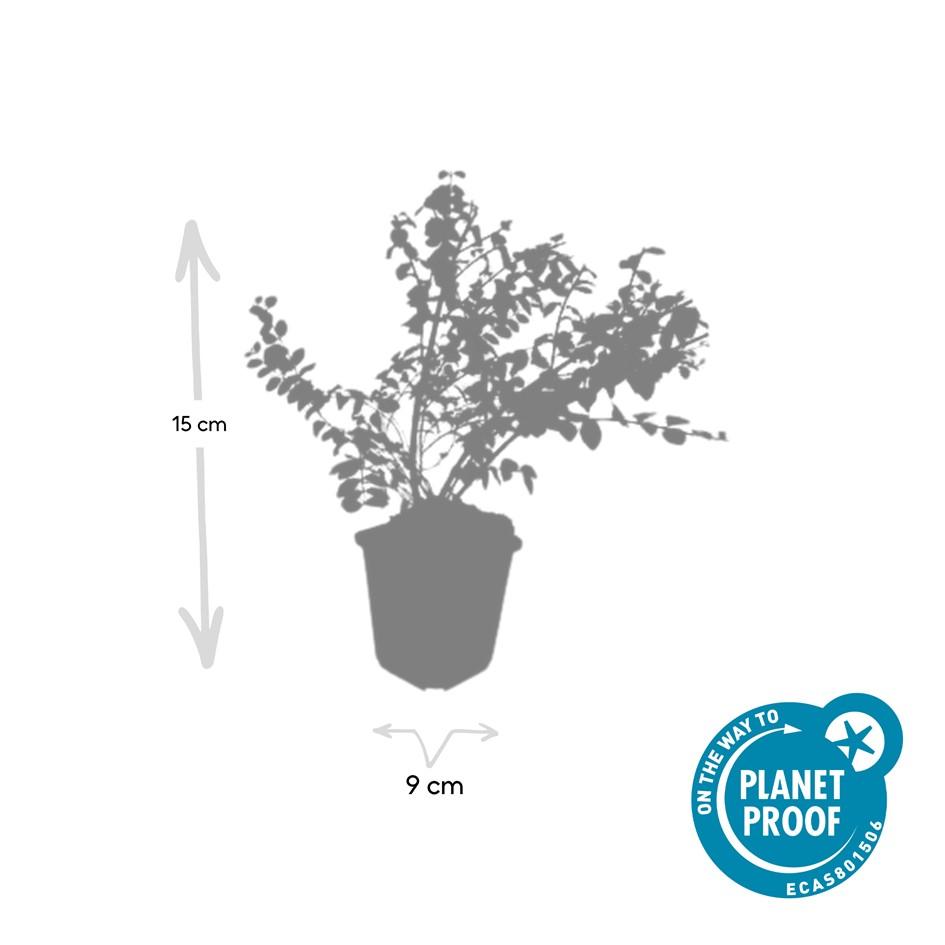 6x Symphoricarpos ch. 'Hancock' - ↕10-25cm - Ø9cm - pflanzfix24