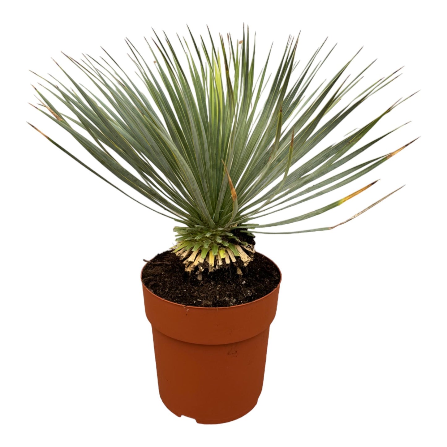 Yucca Rostrata 70 cm Stamm im Ø27 cm Topf – Pflanzfix24.de - Pflanzfix24.de