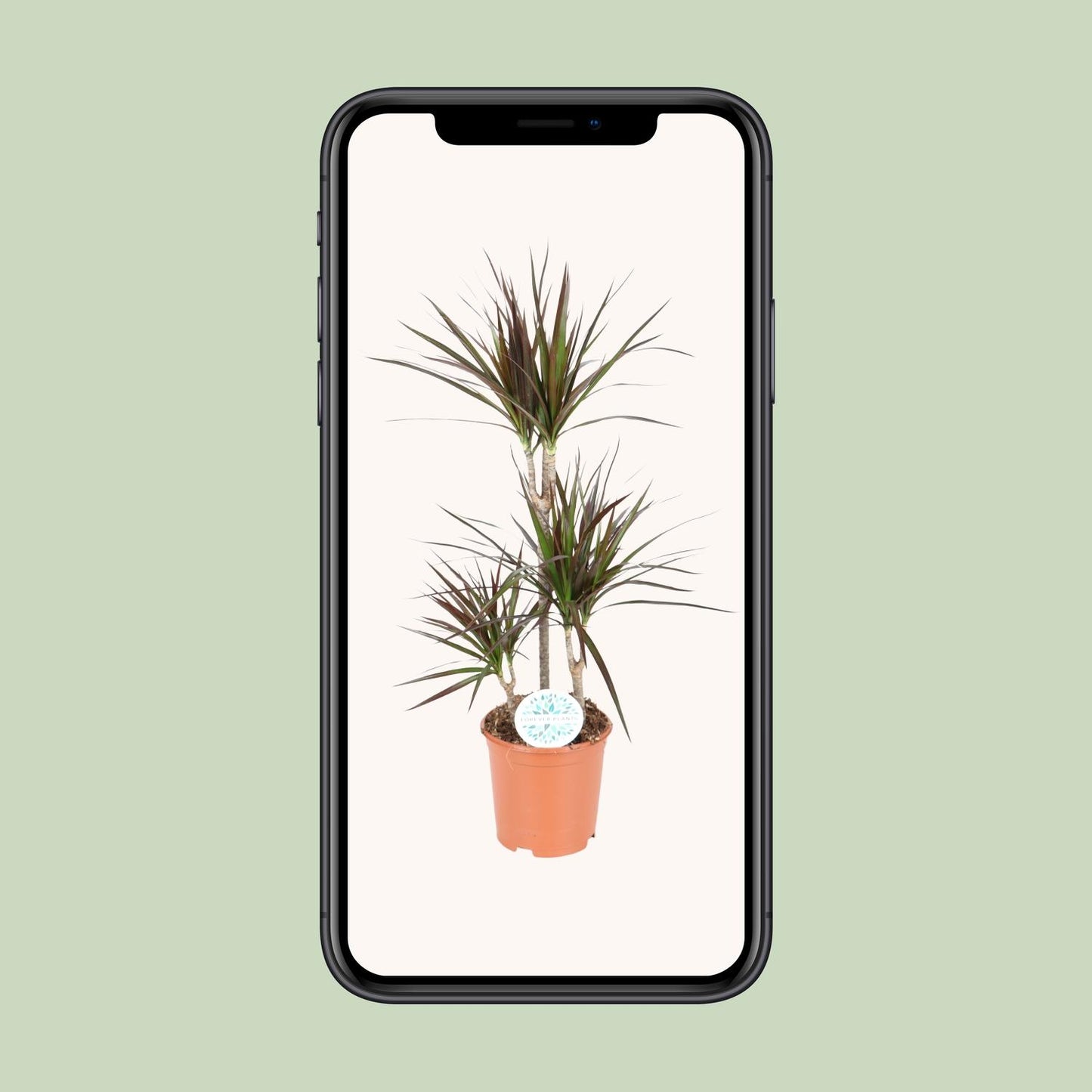 Dracaena Magenta - Ø21cm - ↕95cm - Pflanzfix24