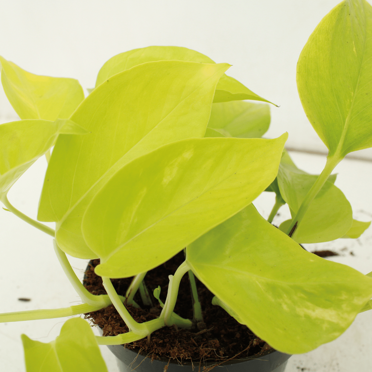Epipremnum Golden Pothos (Scindapsus) - 4 Stücke - Ø12cm - Pflanzfix24.de - Pflanzfix24.de