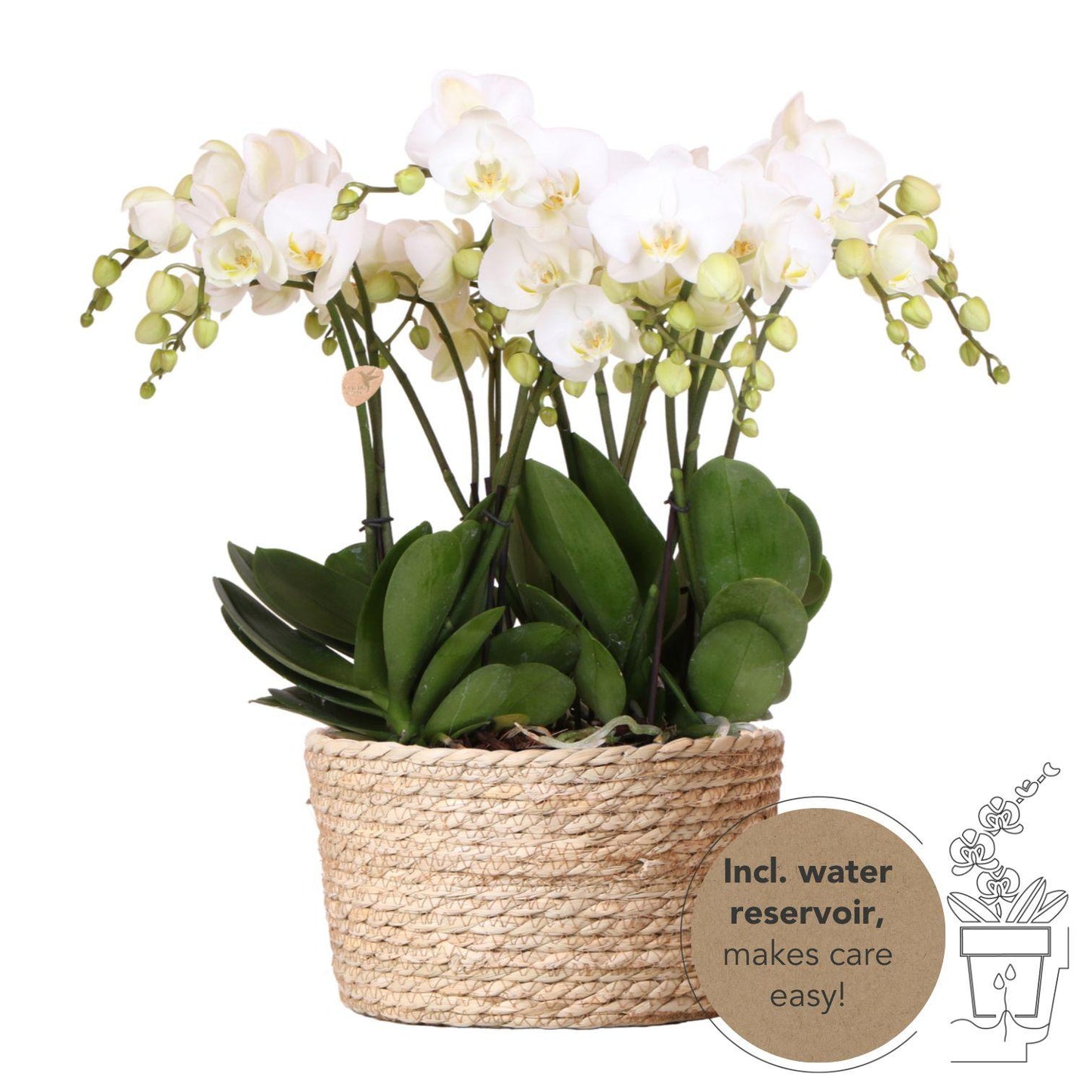 Kolibri Orchideen Set Weiß 3er Schilfkorb Ø12 cm | Pflanzfix24.de - Pflanzfix24.de