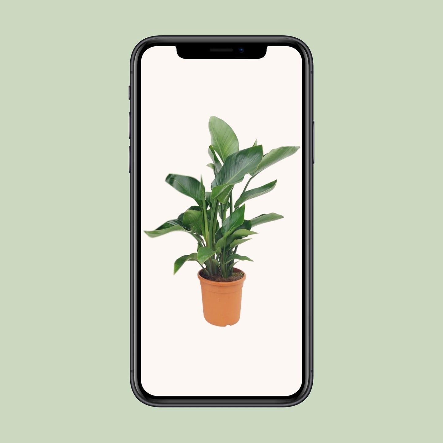 Strelitzia Nicolai - Ø22cm - ↕85cm - Pflanzfix24