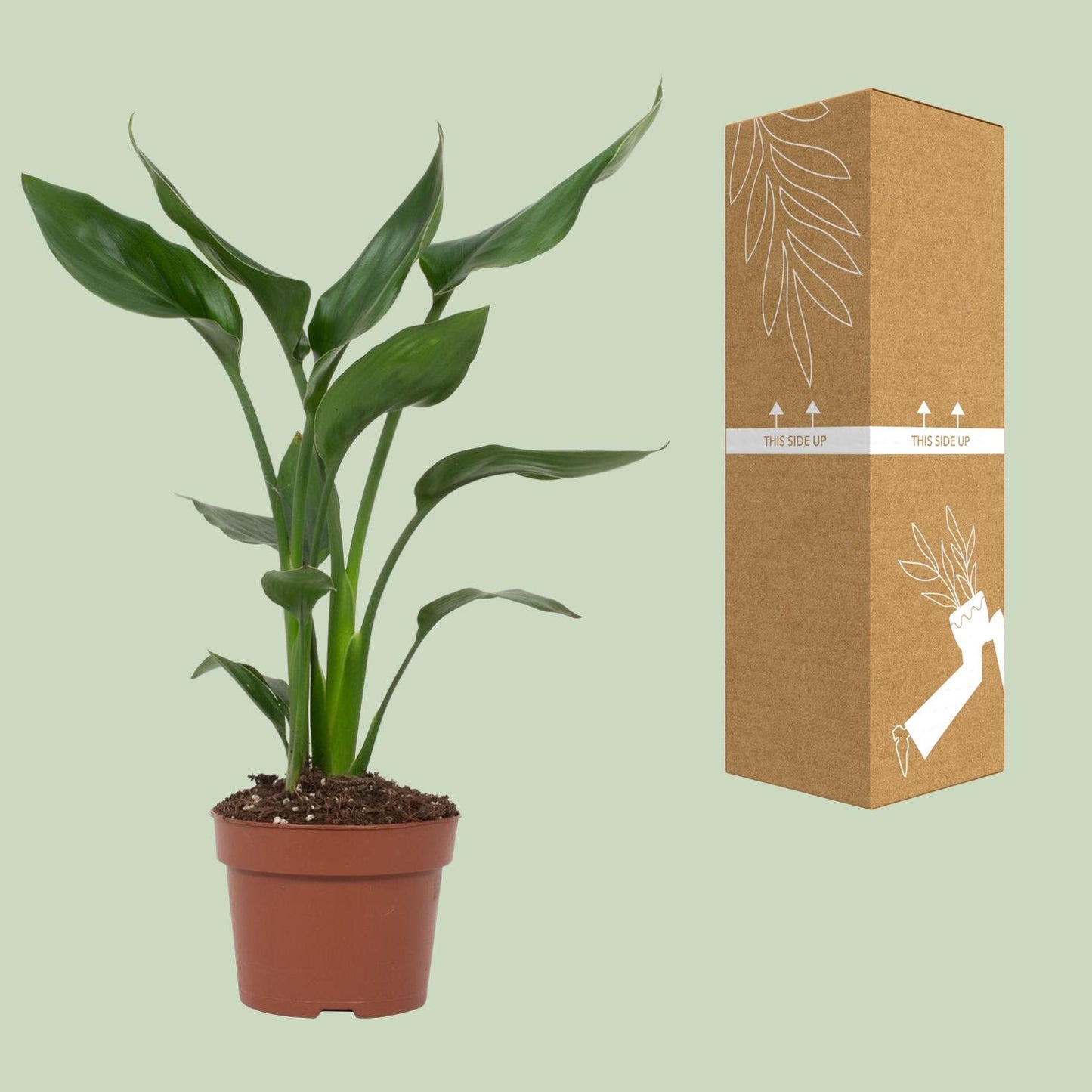 Strelitzia Reginae Paradiesvogelblume Ø12cm – Pflanzfix24