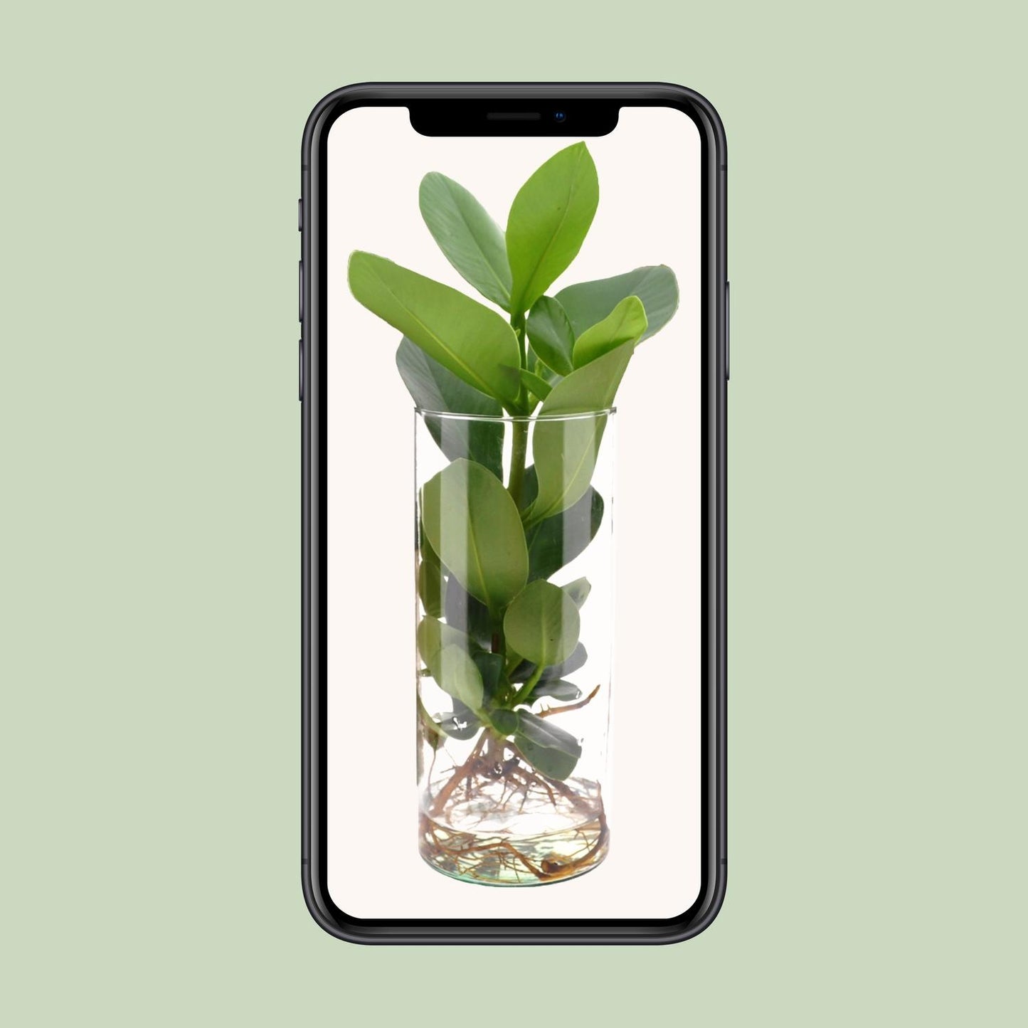 Clusia In Cylinder Glas - Ø12cm - ↕30cm - Pflanzfix24.de - Pflanzfix24.de