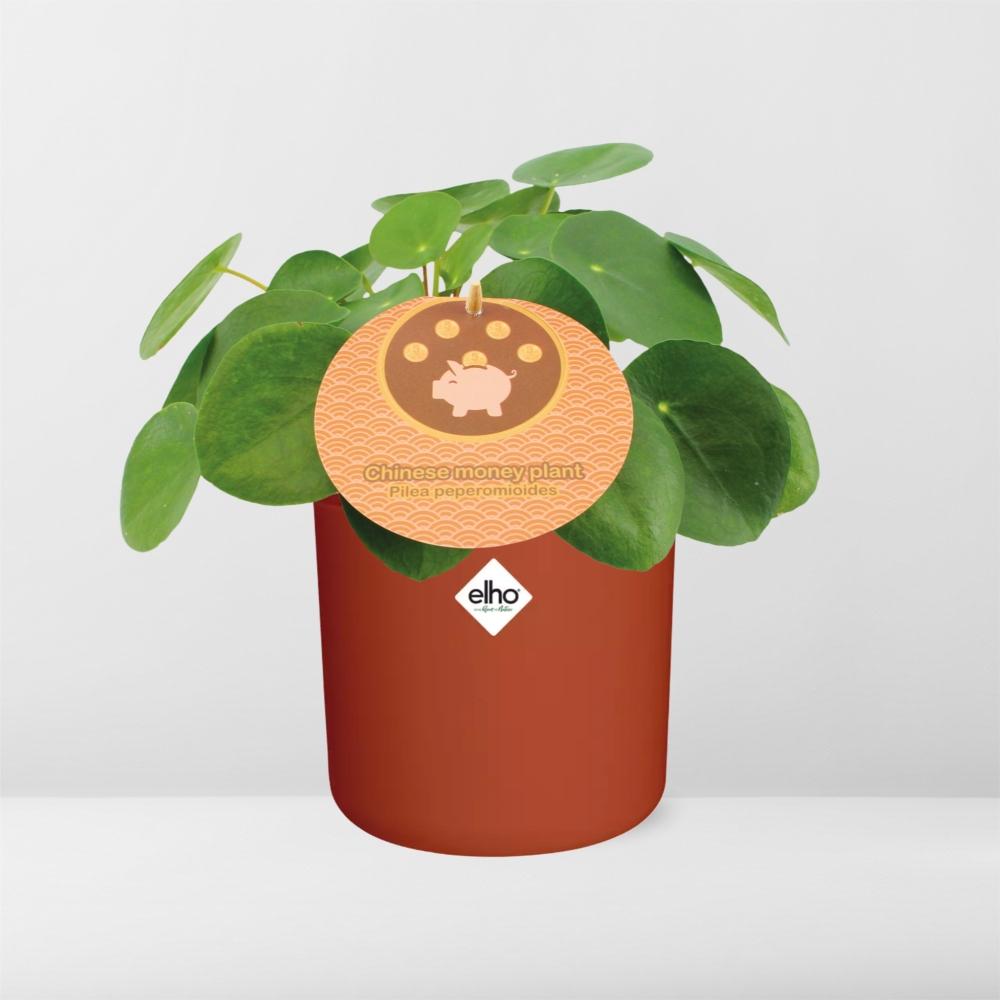 Pilea Peperomioides 12cm in ELHO b.for soft rond 14cm brique - Pflanzfix24