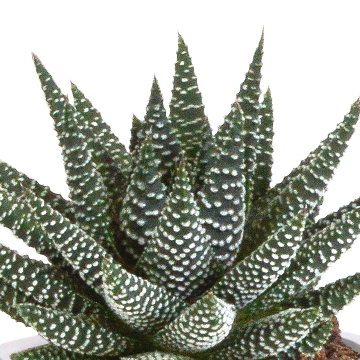 Gasteria/Haworthia-Mischung 8,5cm - 3x - in Terracotta-Topf | Pflanzfix24.de - Pflanzfix24.de