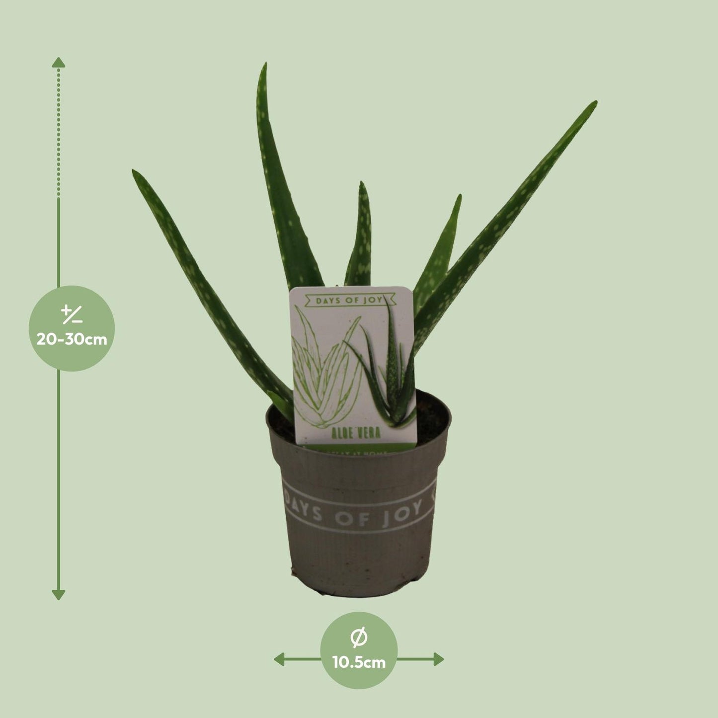 Aloe Vera - Ø10,5cm - ↕30cm - Pflanzfix24