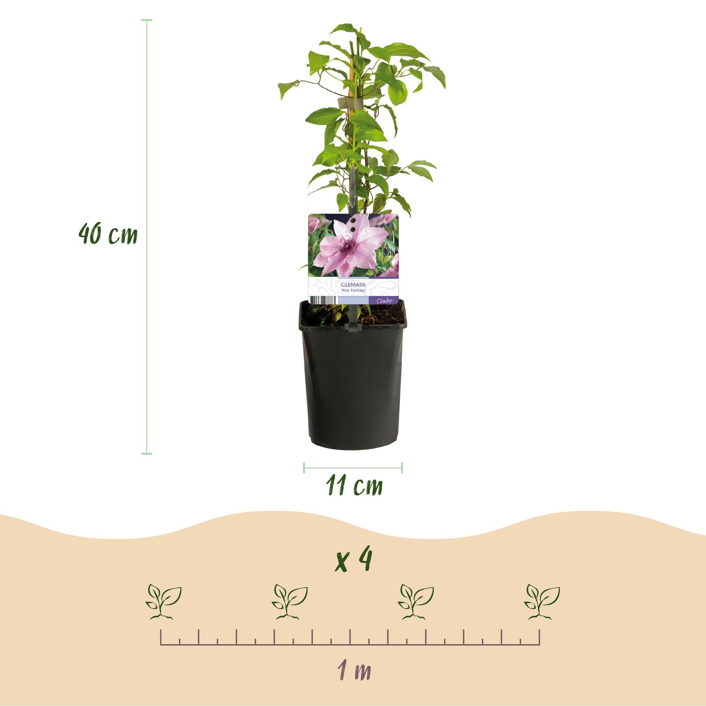 Pflanzfix24.de - Clematis Pink Fantasy - Kletterpflanze - 2 Pflanzen - Pflanzfix24.de