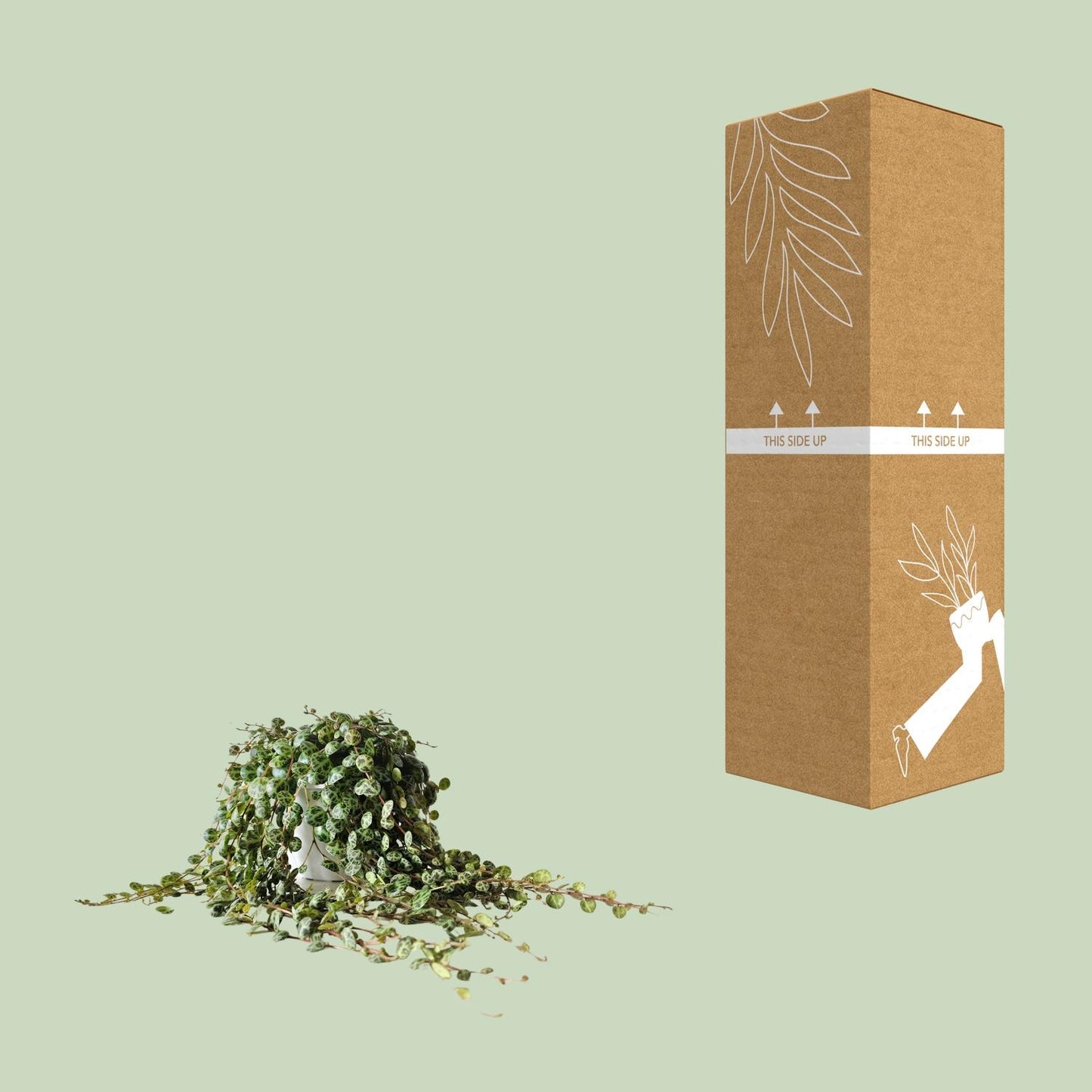 Peperomia Prostrata - Ø11cm - ↕15cm - Pflanzfix24